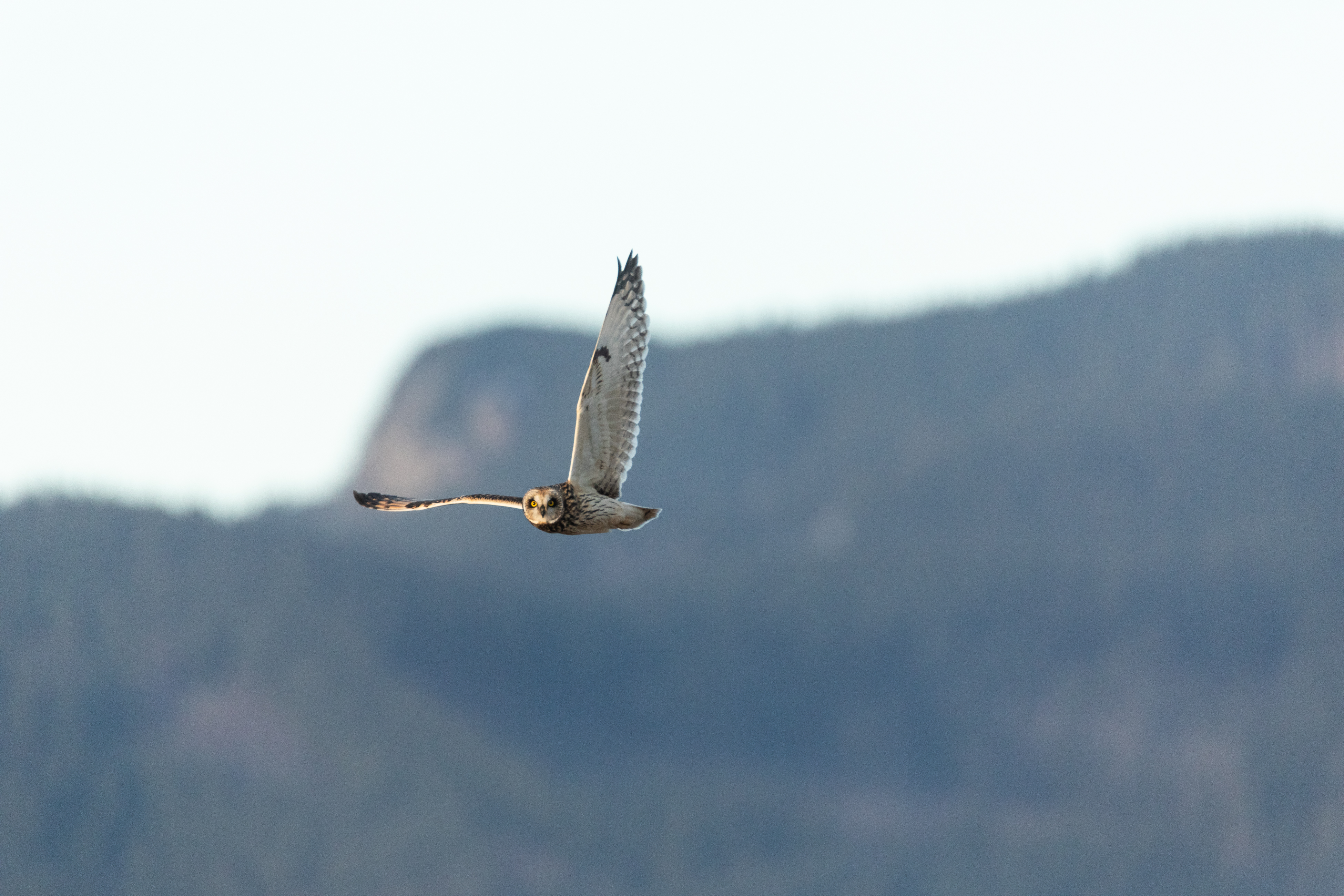 A short-eared owl looks at the camera, one wing up, as it soars over the Skagit Flats