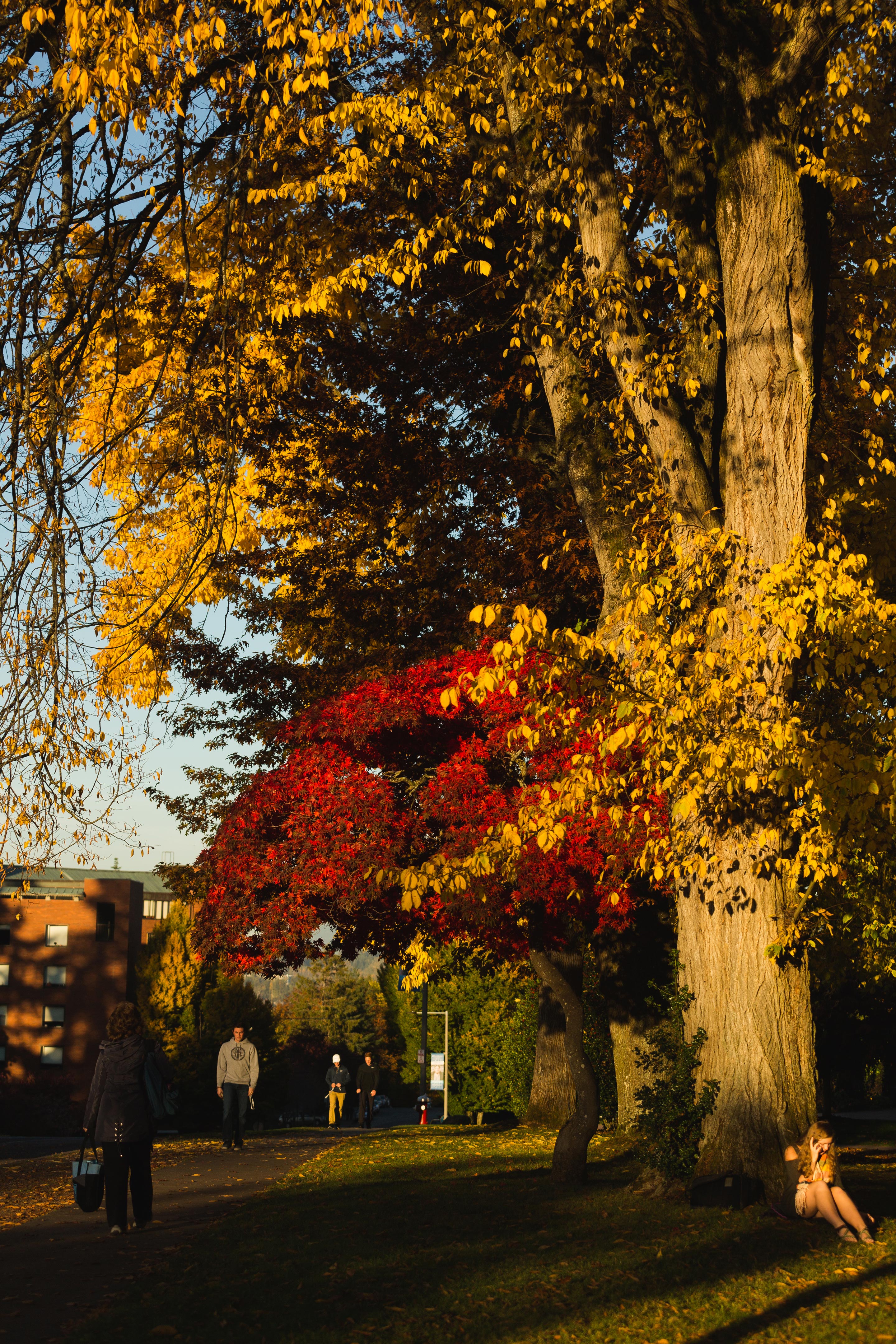 Red and yellow leaves filter the fading fall sunlight on a student sitting against a tree trunk, absorbed in a telephone conversation