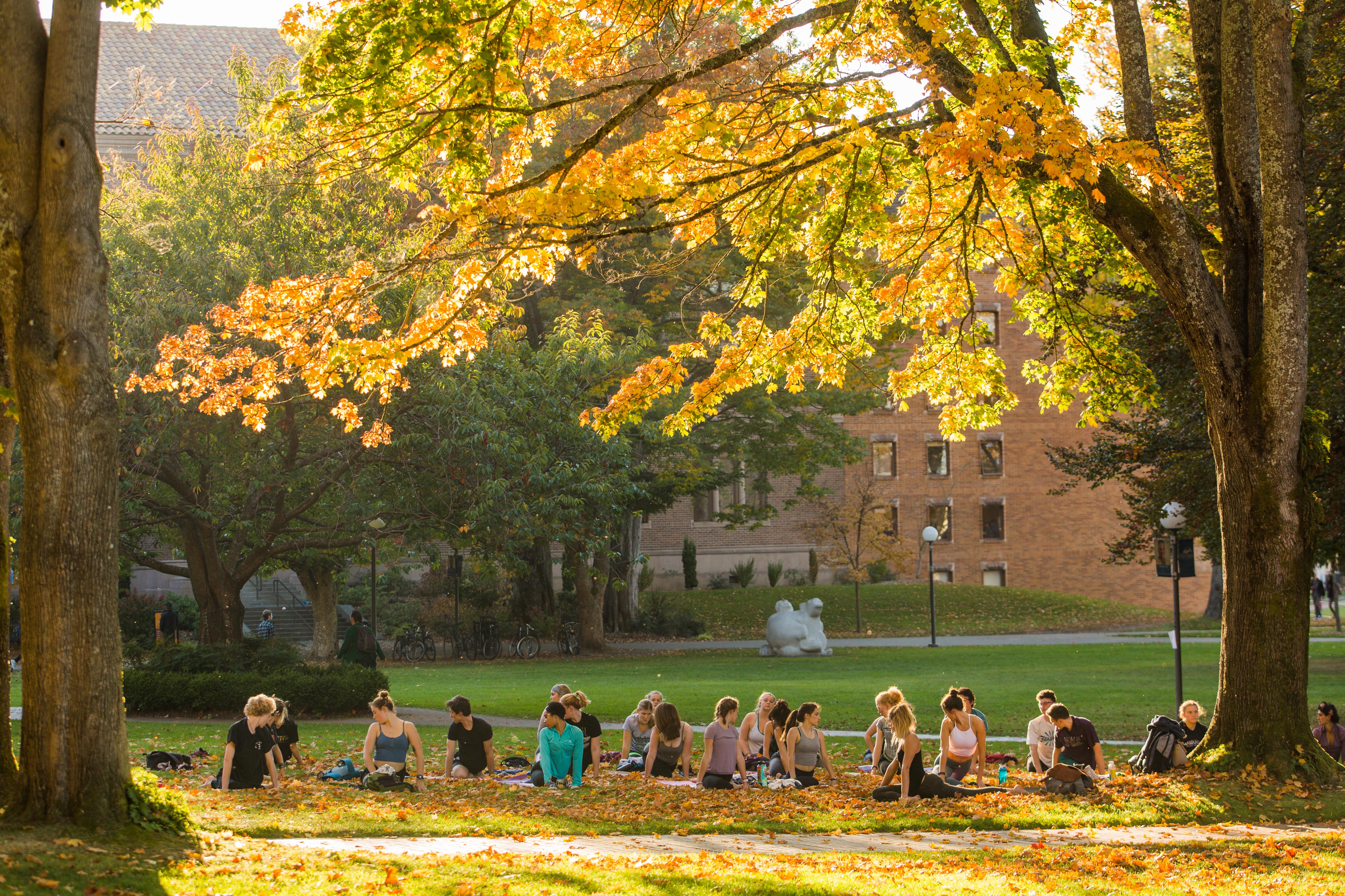 a group of students practice yoga on Old Main lawn with trees towering overhead