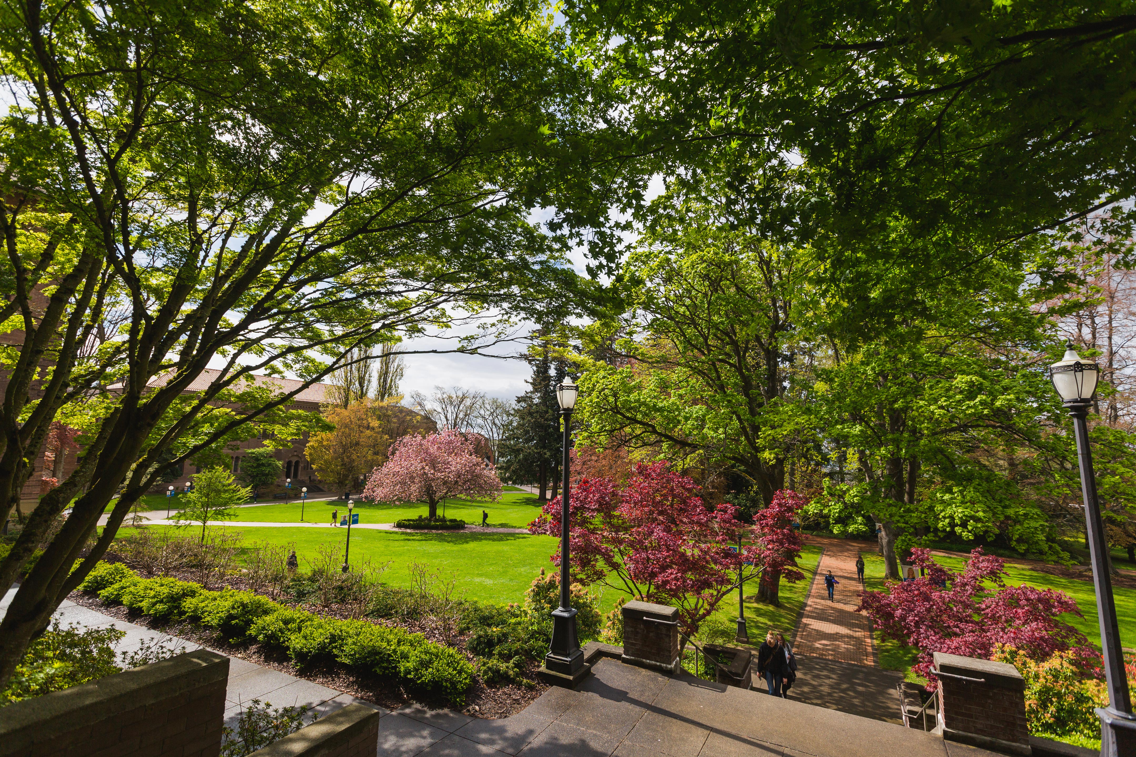 A late spring view of Old Main lawn, with leafed-out trees and the pink blossoms of the cheery tree in full bloom. 