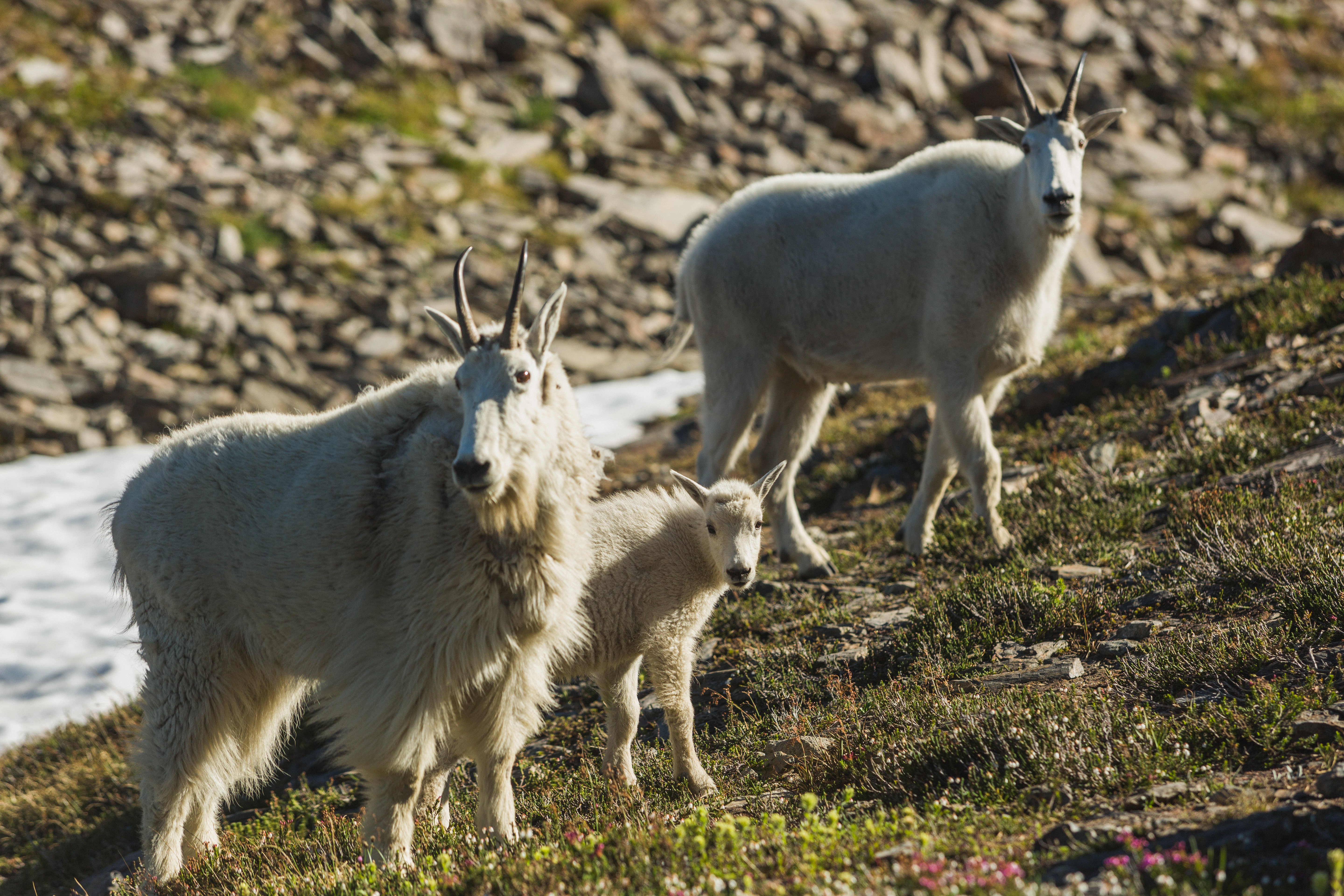 Closeup of two adults and one baby mountaingoat. 