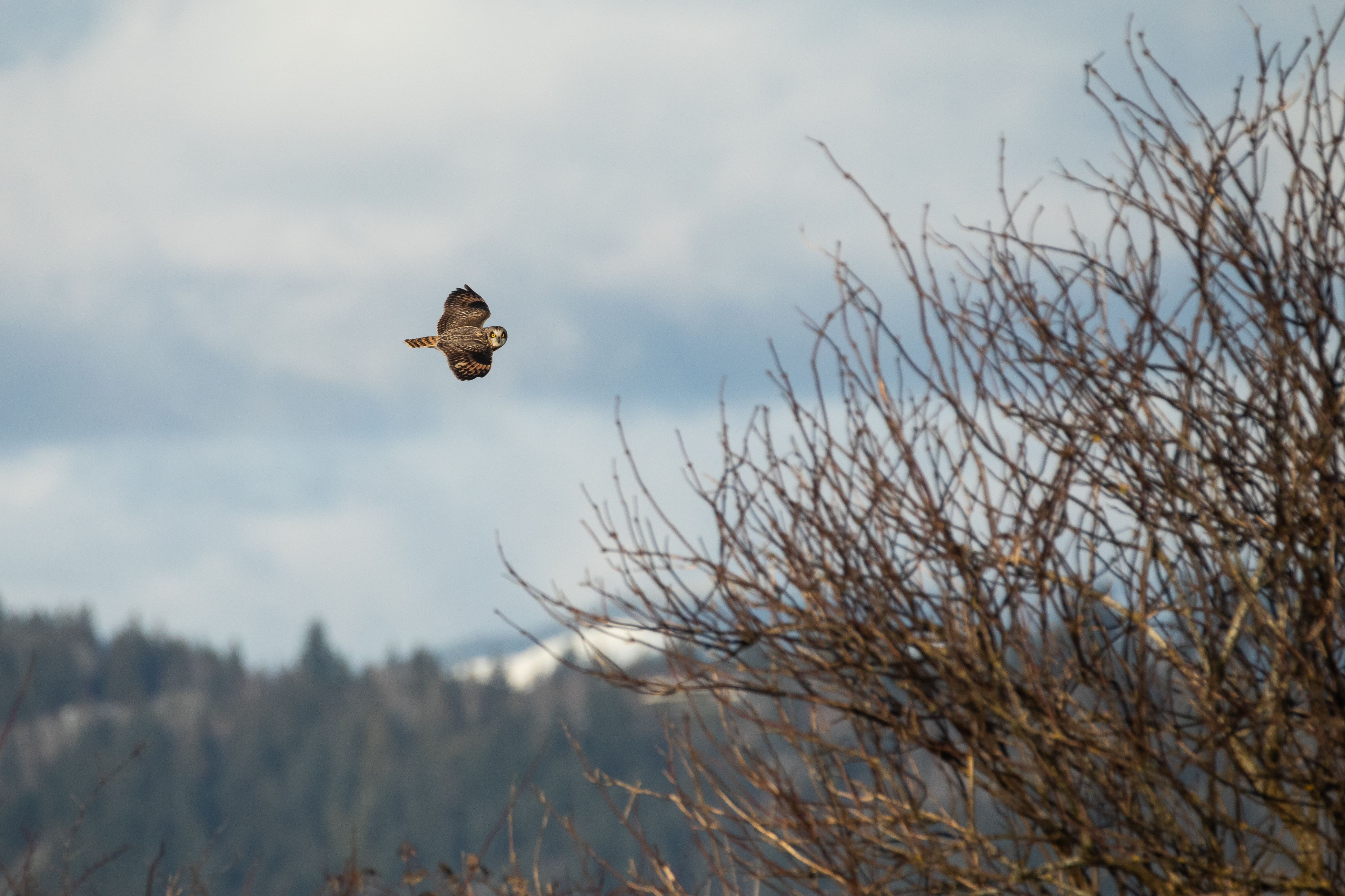 A short-eared owl flies over the Skagit Flats