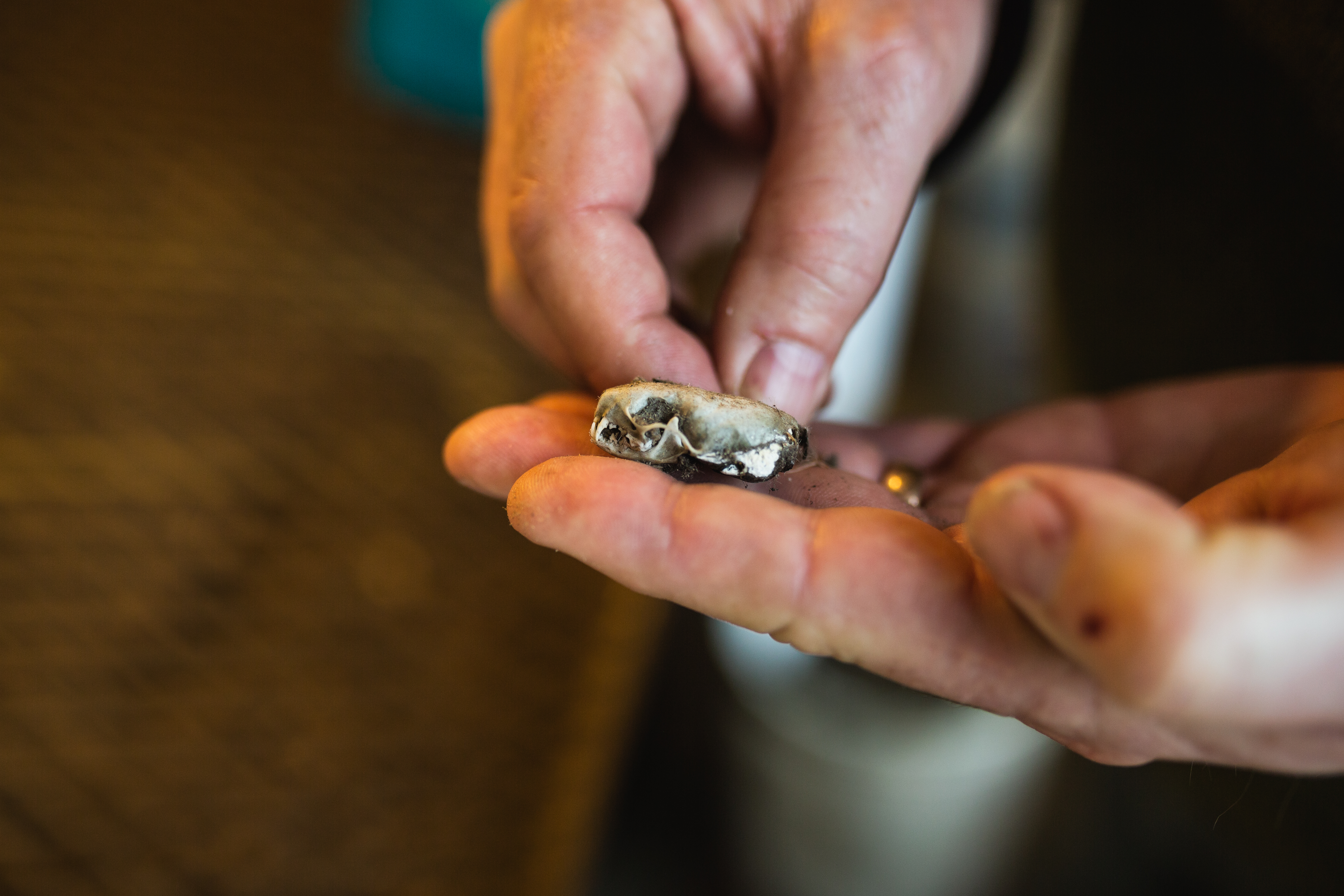 Photo of a tiny animal skull in the hands of Bret Gaussoin