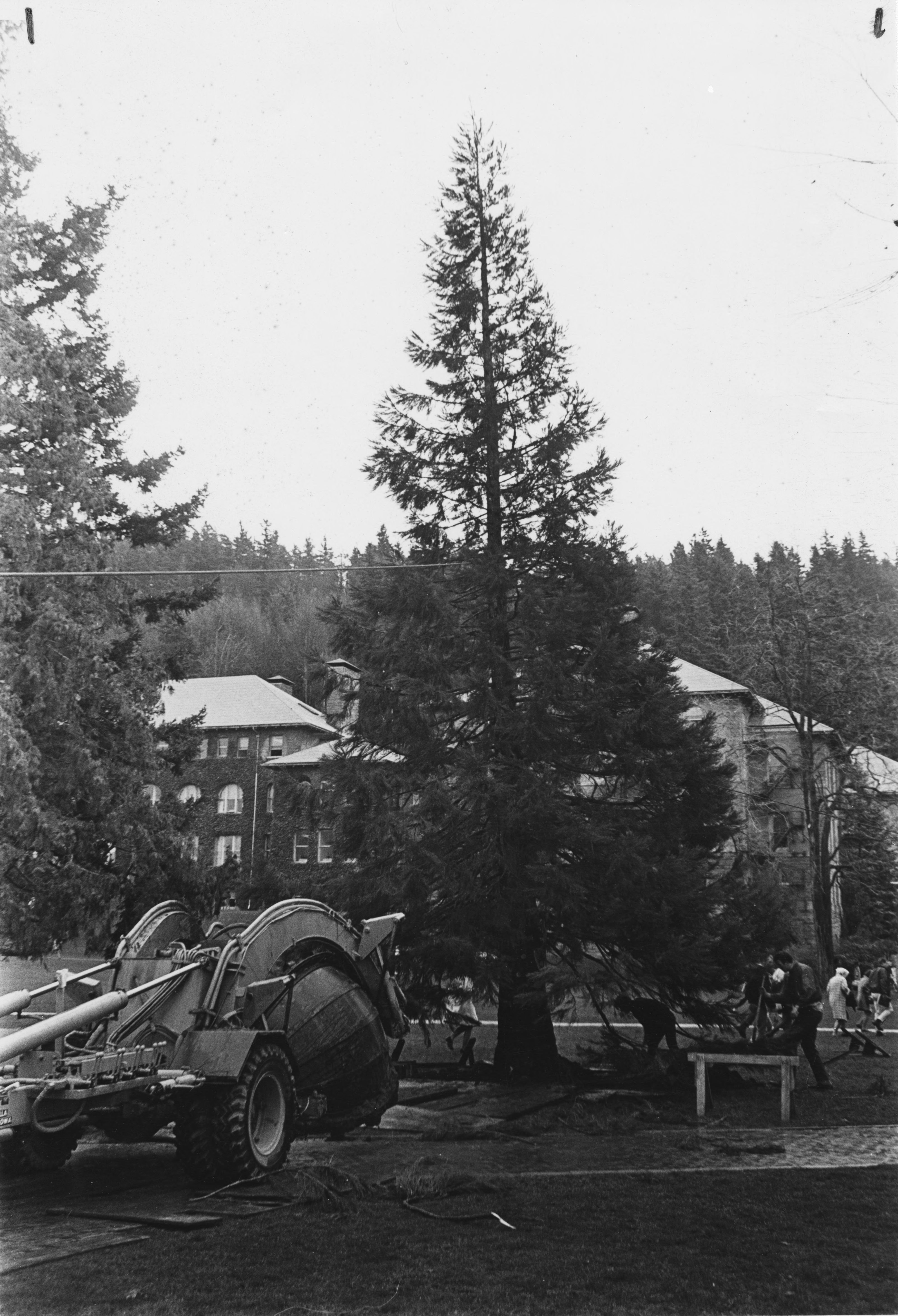 photo of a large sequoia tree surrounded by earthmoving equipment