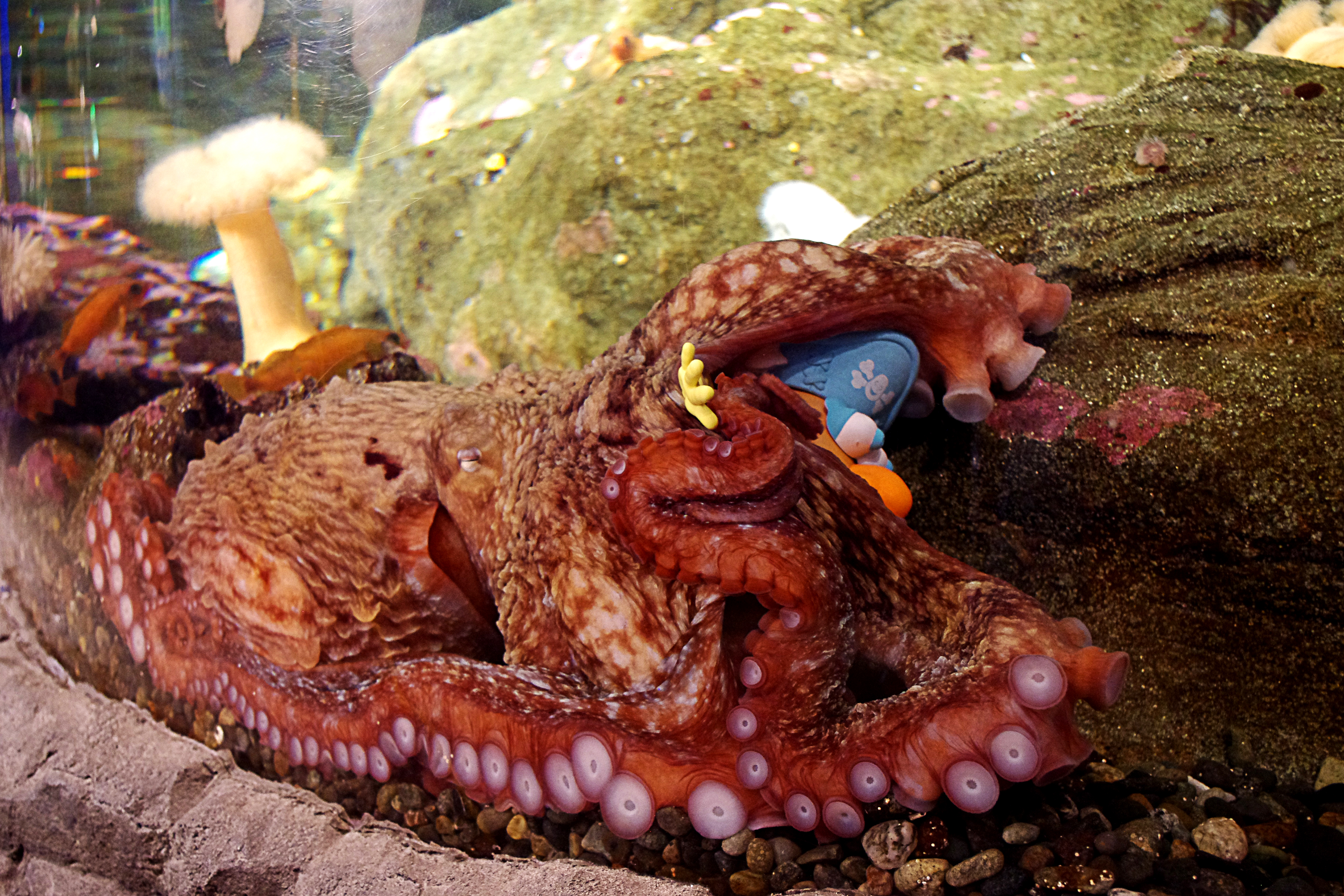 An octopus wraps its arm around a Mr. Potato Head toy. 