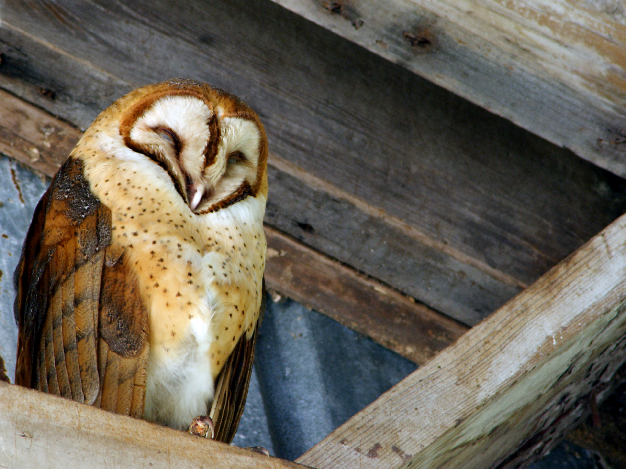 Barn owl perches on the rafters of a building