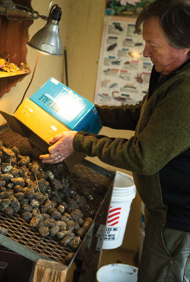 Bret Gaussoin dumps a box of owl pellets onto a lighted workbench