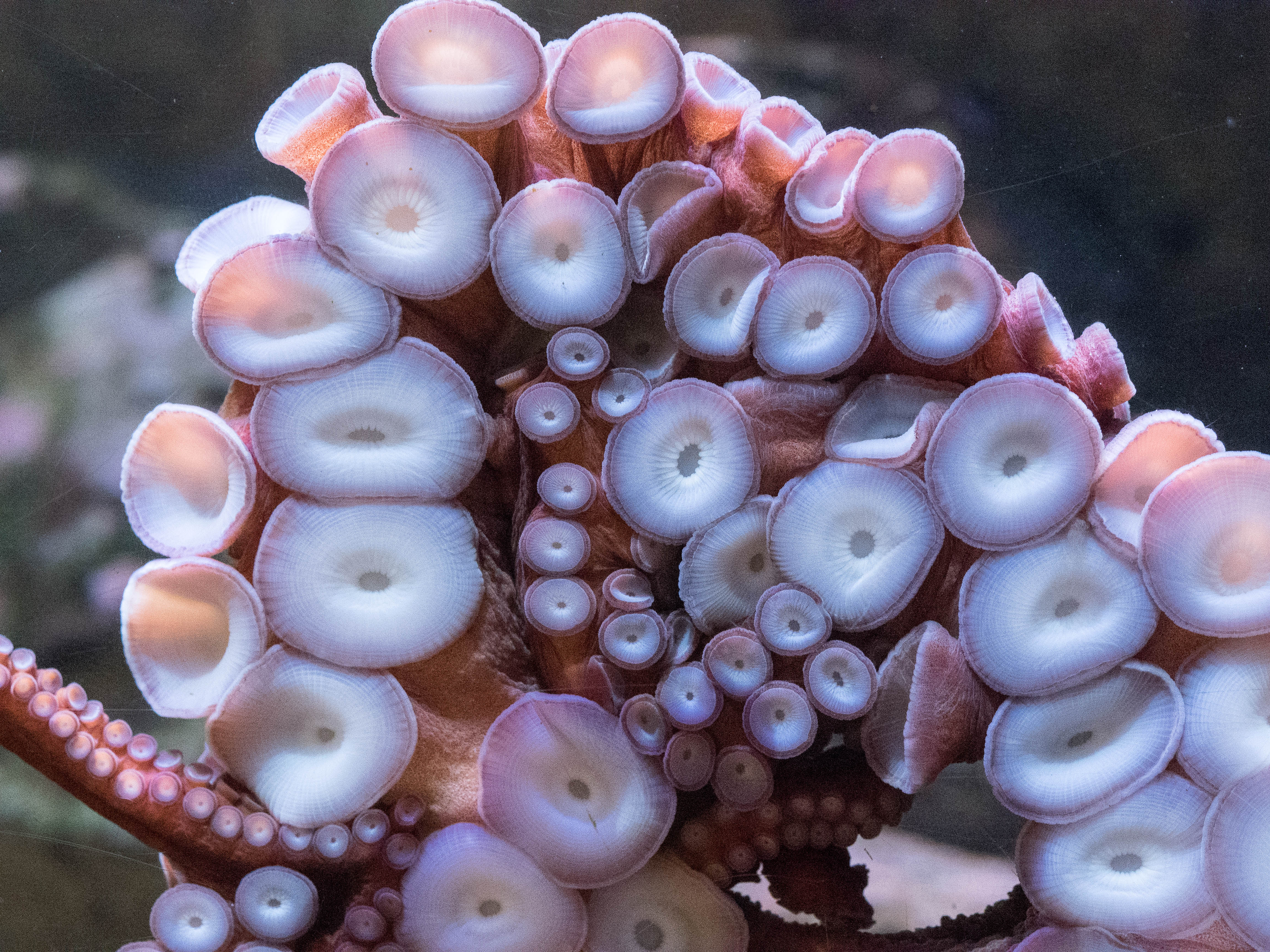 a close-up of the suckers on an octopus arm