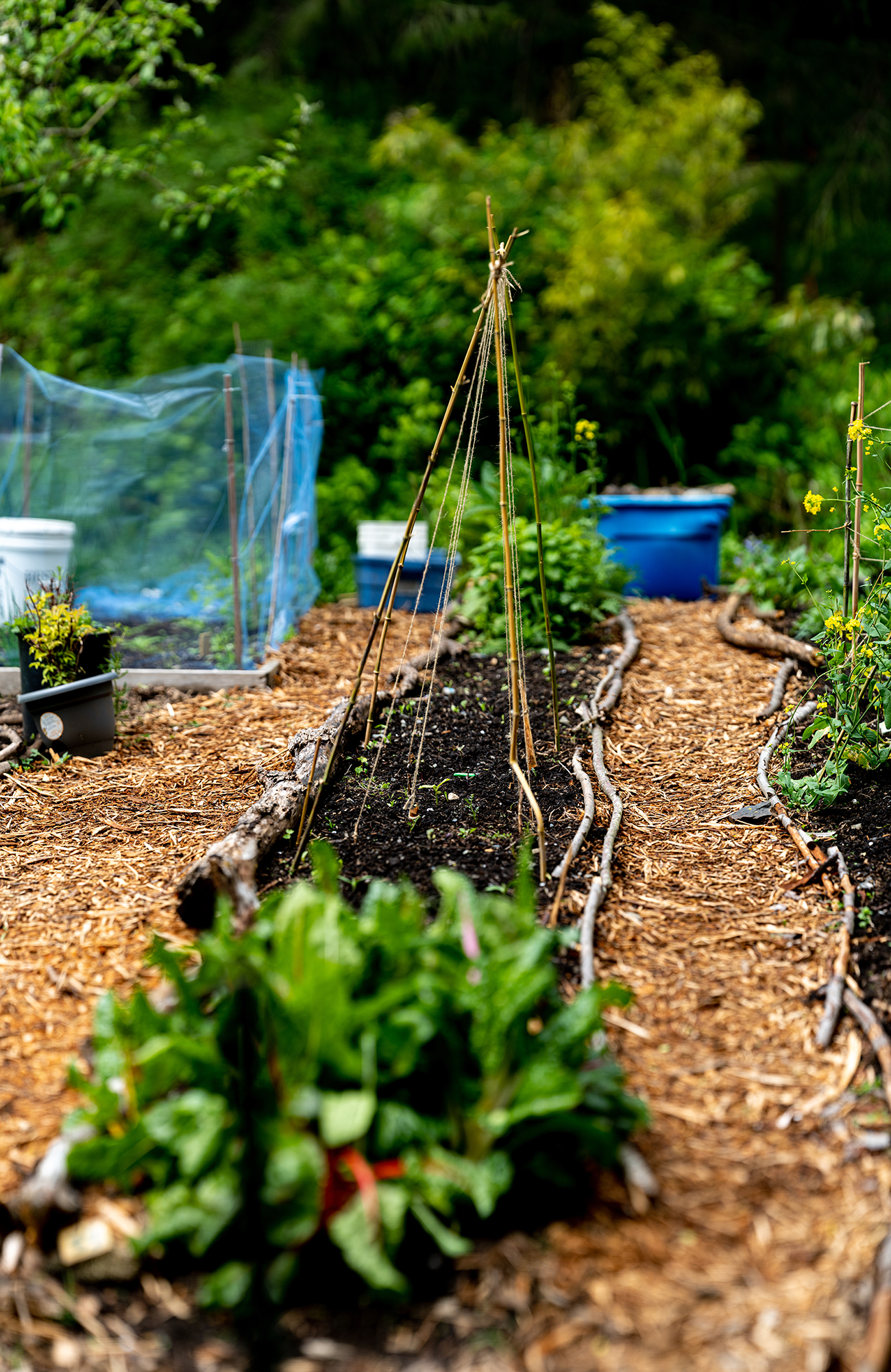 leafy greens grow in garden beds formed in rows lined by sticks and between rows of wood chips