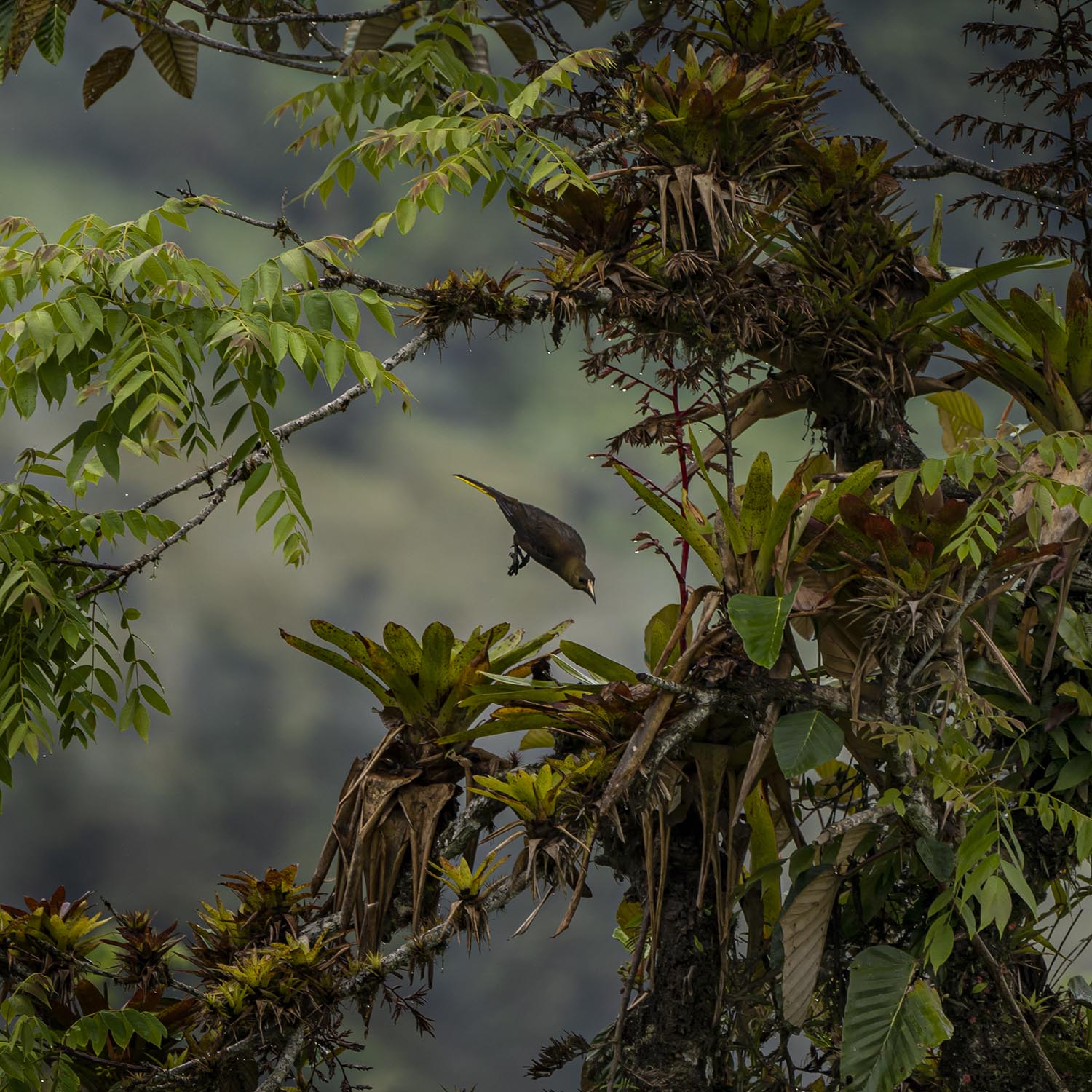 A black, tropical bird diving between foliage