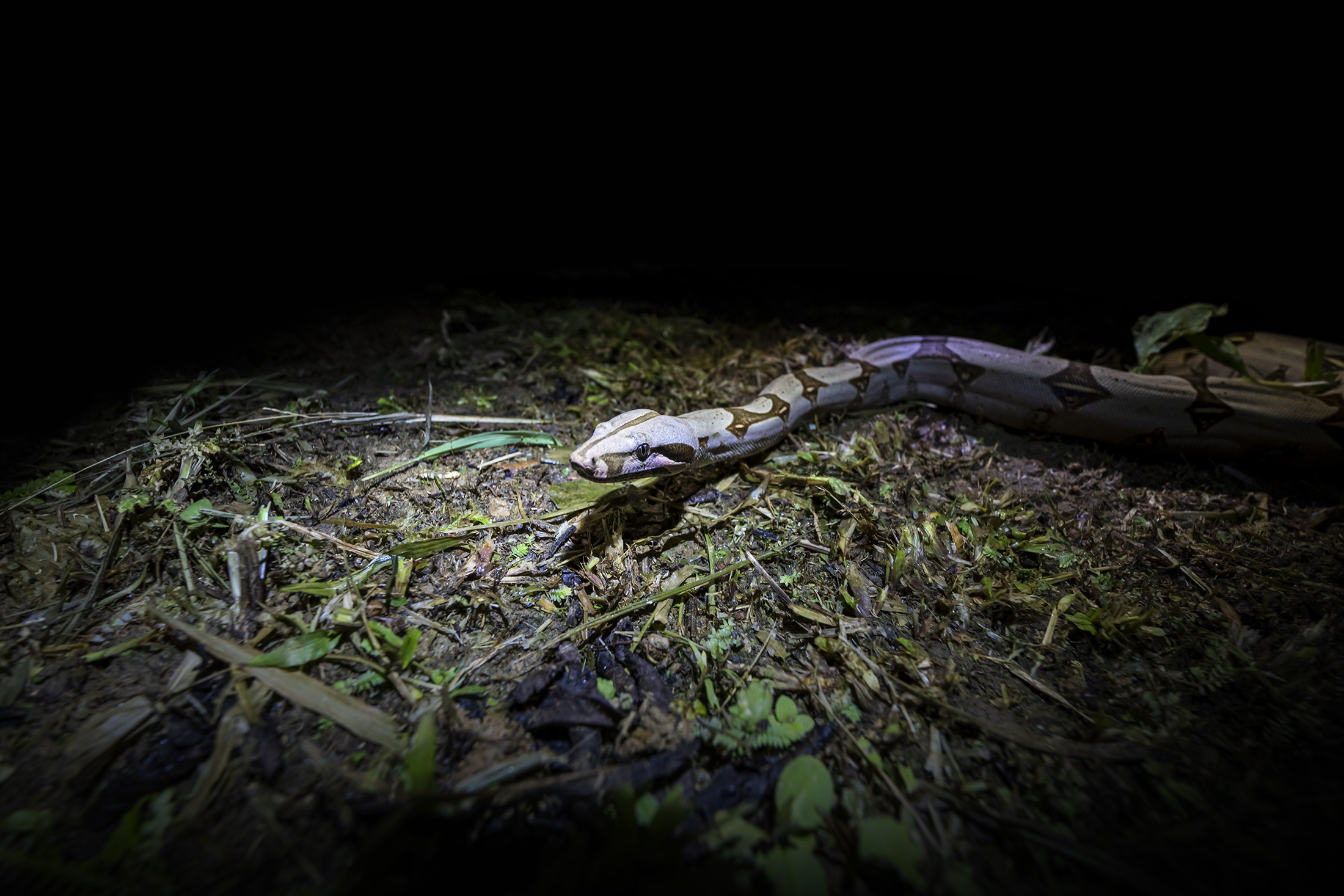 A boa slithering across leaf litter, spotlighted against a dark vignette