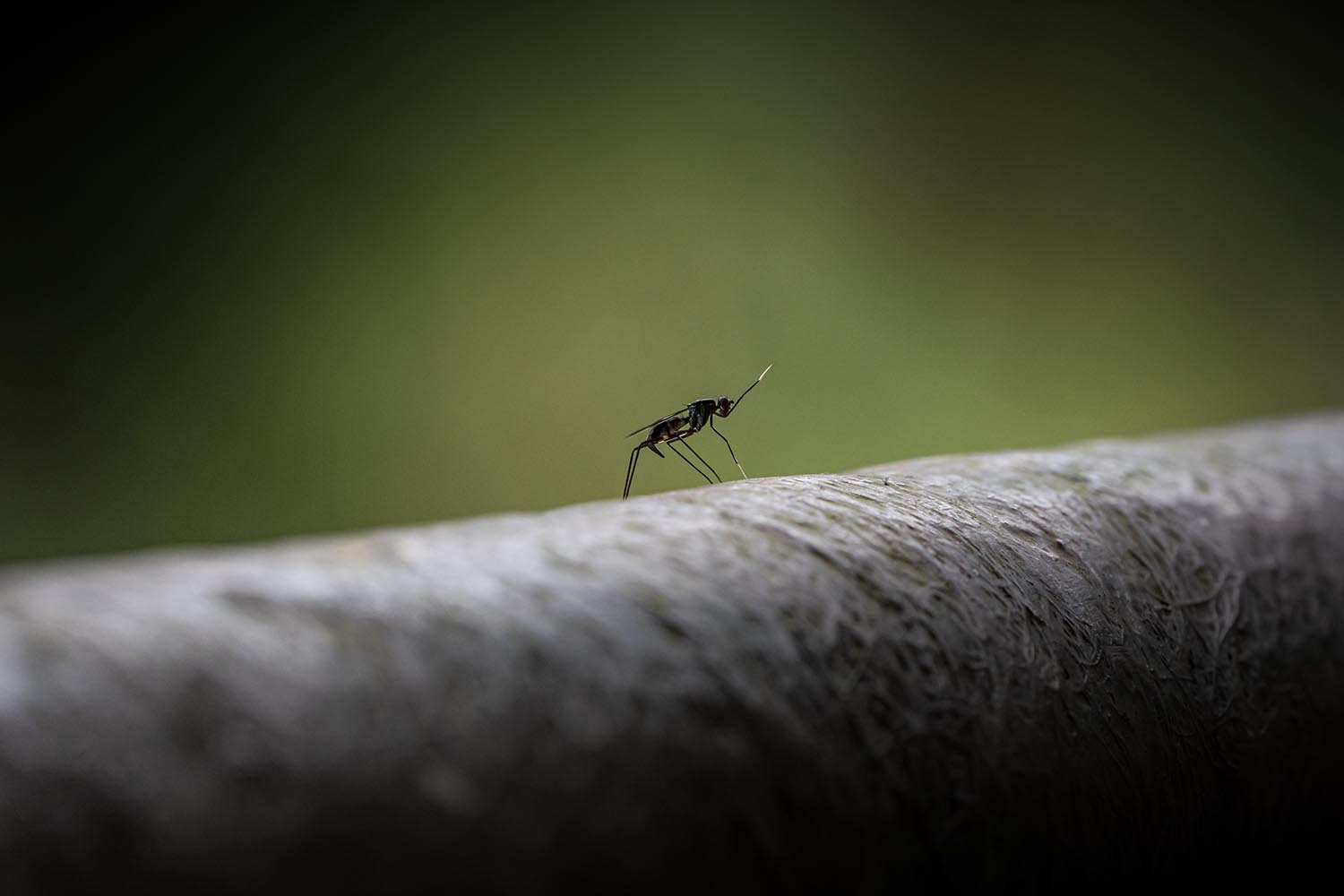 An ant on a branch waving a white-tipped leg in the air