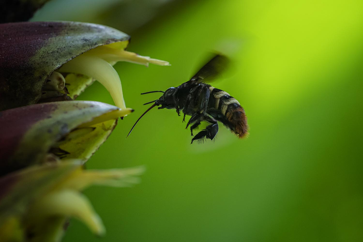 A wasp approaching a flower