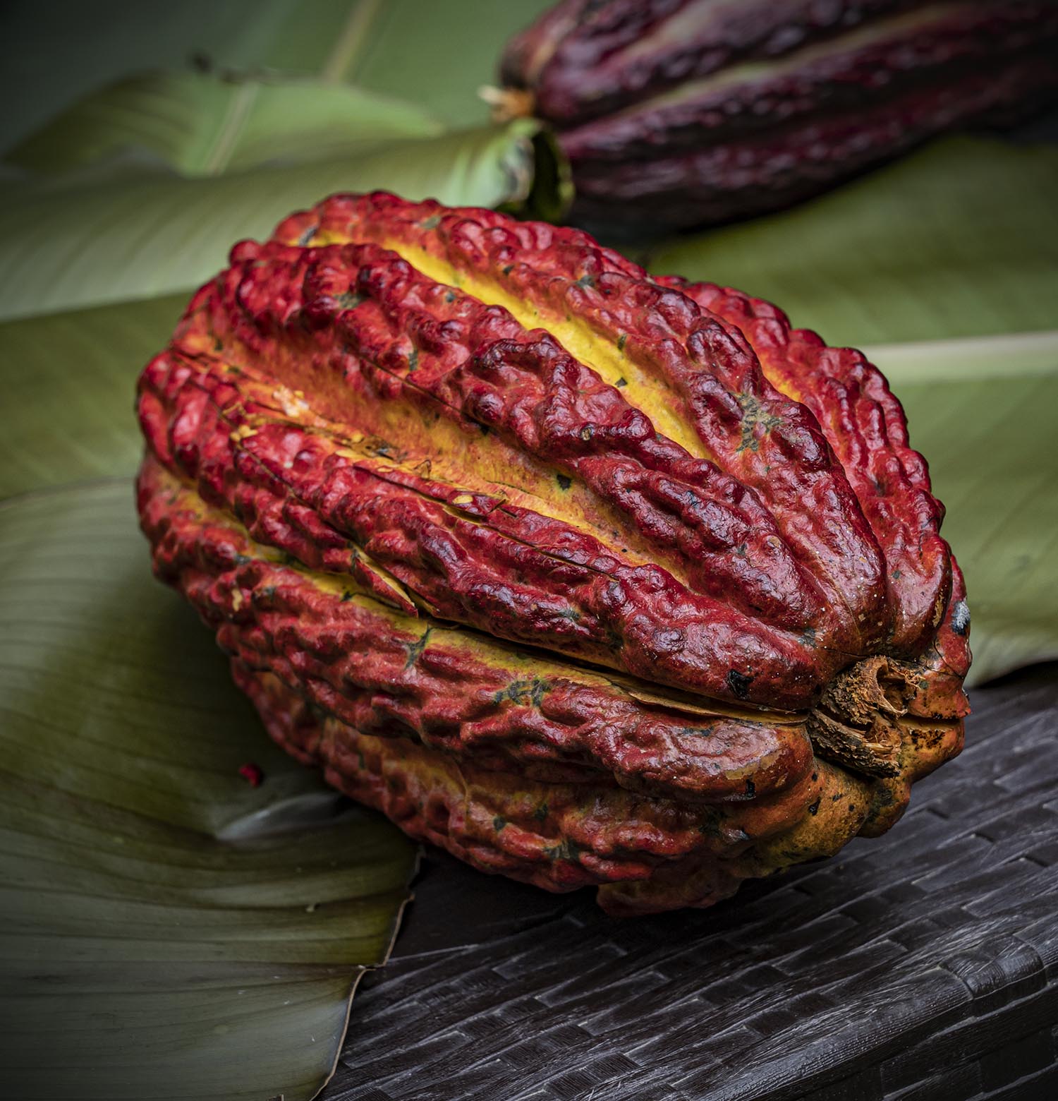 A wrinkled, red and gold cacao fruit