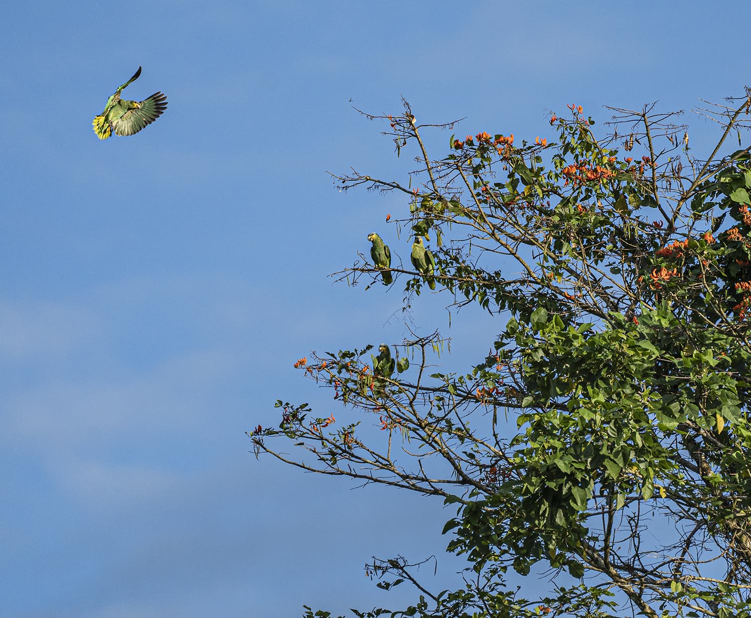 A green parrot spreading its wings to land in a tree, next to other parrots