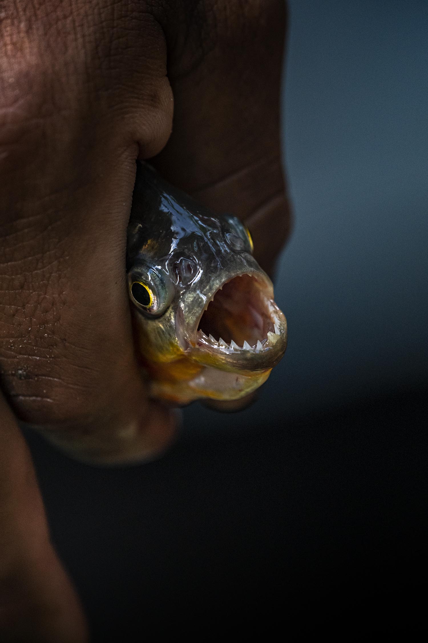 A small fish with mouth agape, tiny saw-like teeth line its lower jaw