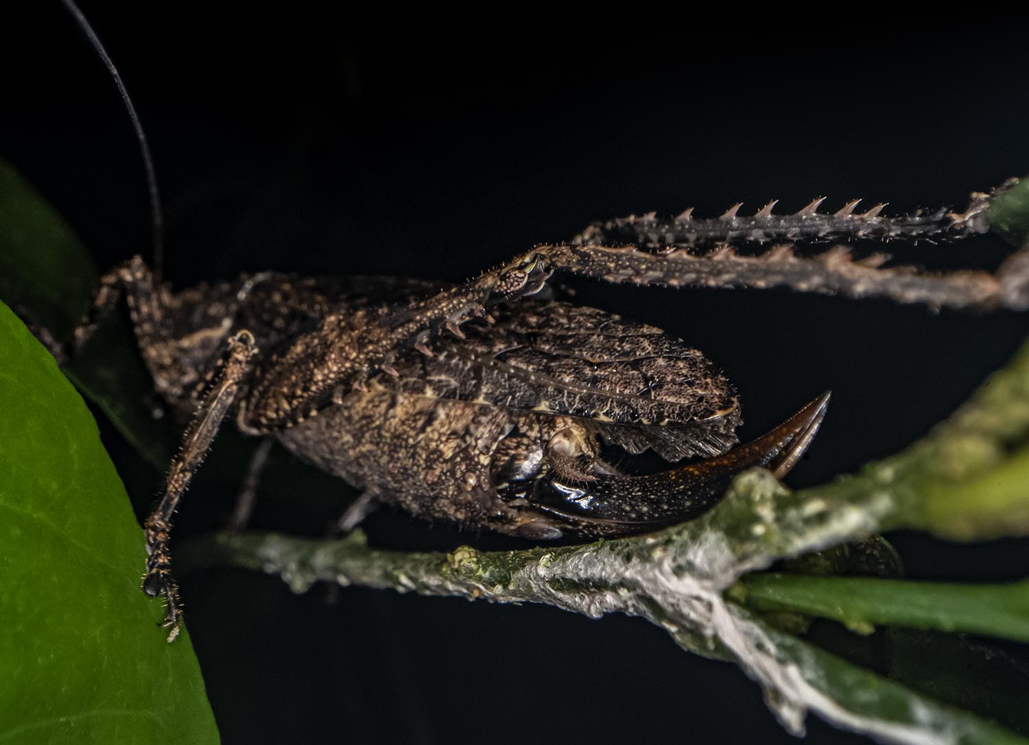 A close up of a grasshopper-like insect's spiny legs