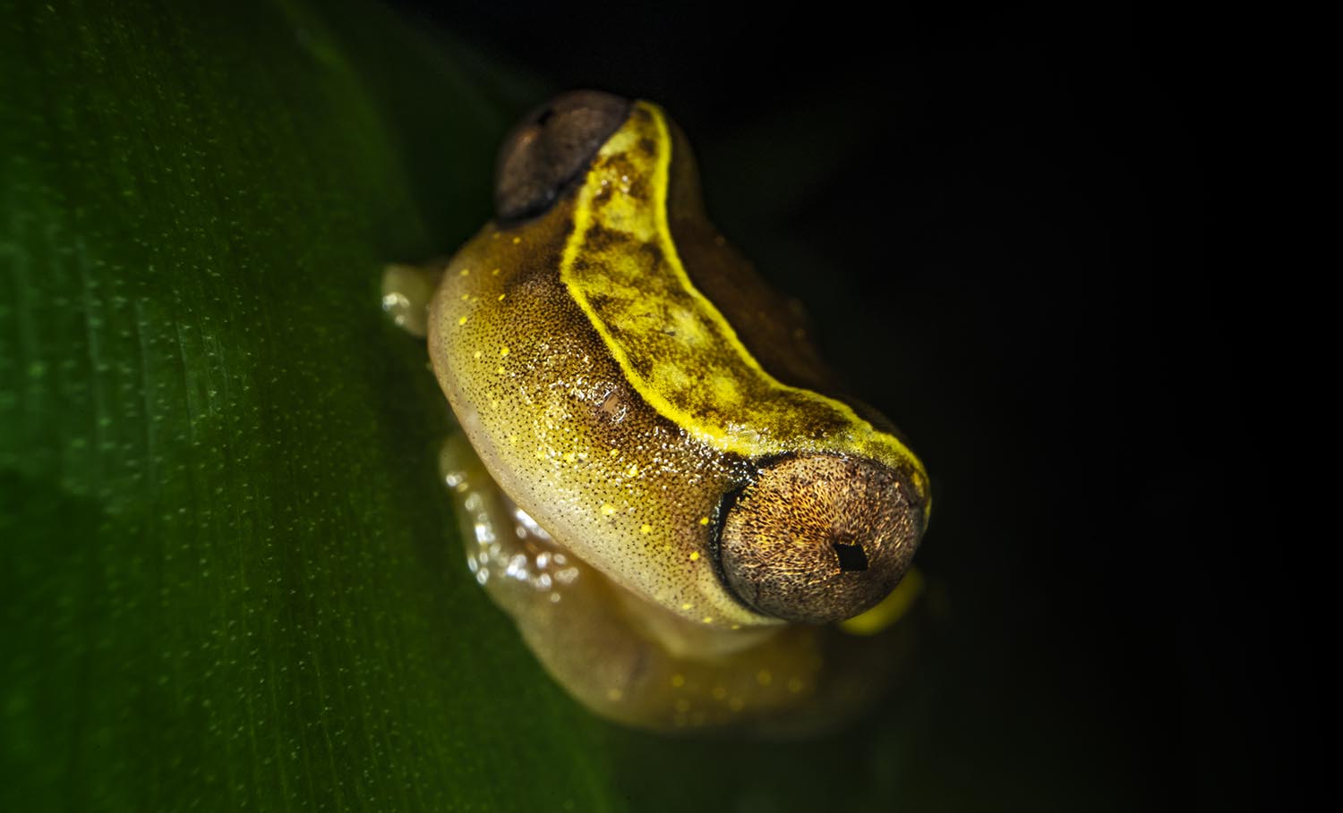 Close up of a fluorescent yellow slug