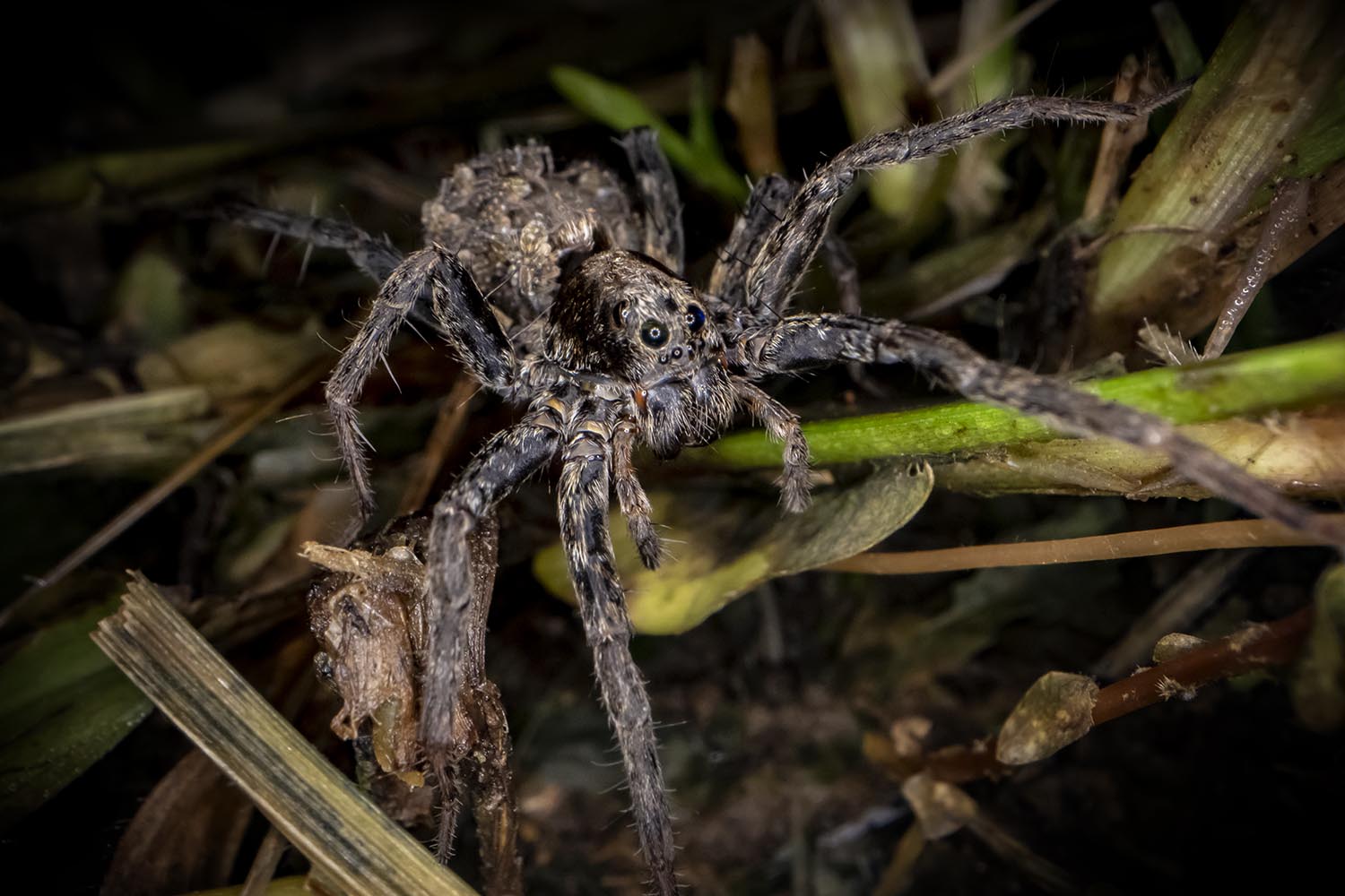 A large, hairy spider, with a face that resembles Sasquatch, crawling through the grass