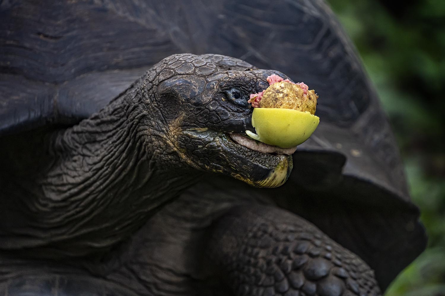 A tortoise enjoying a fruit cocktail