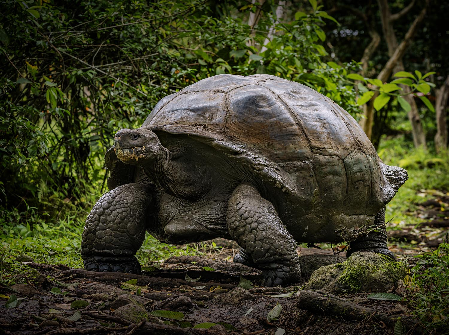 A large tortoise making its way downtown, walking slow, slow paces and its home bound. Dununununununu. Sorry, it's actually in a beautiful green hollow, the look on its face just evokes that song for me.