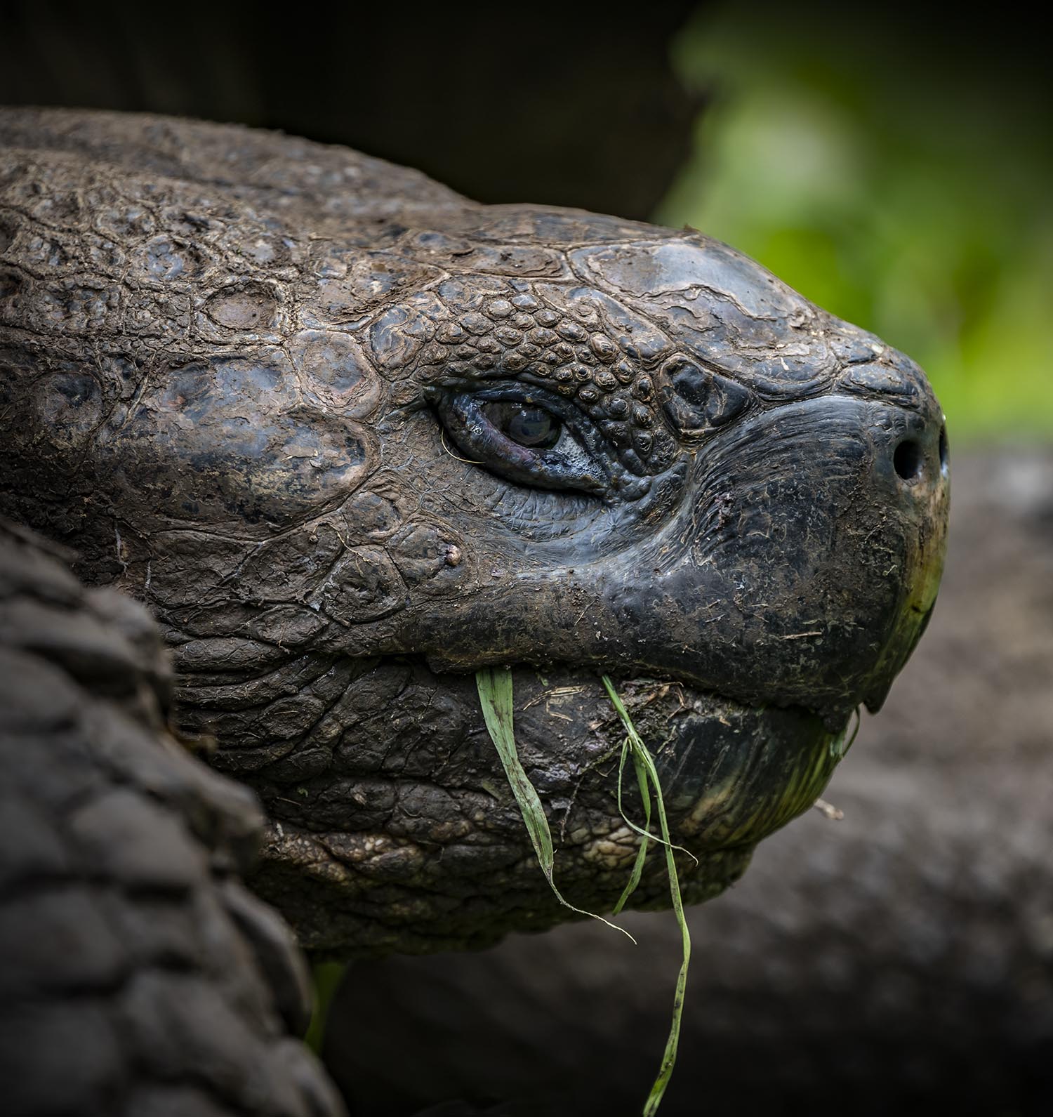 A large tortoise chewing grass