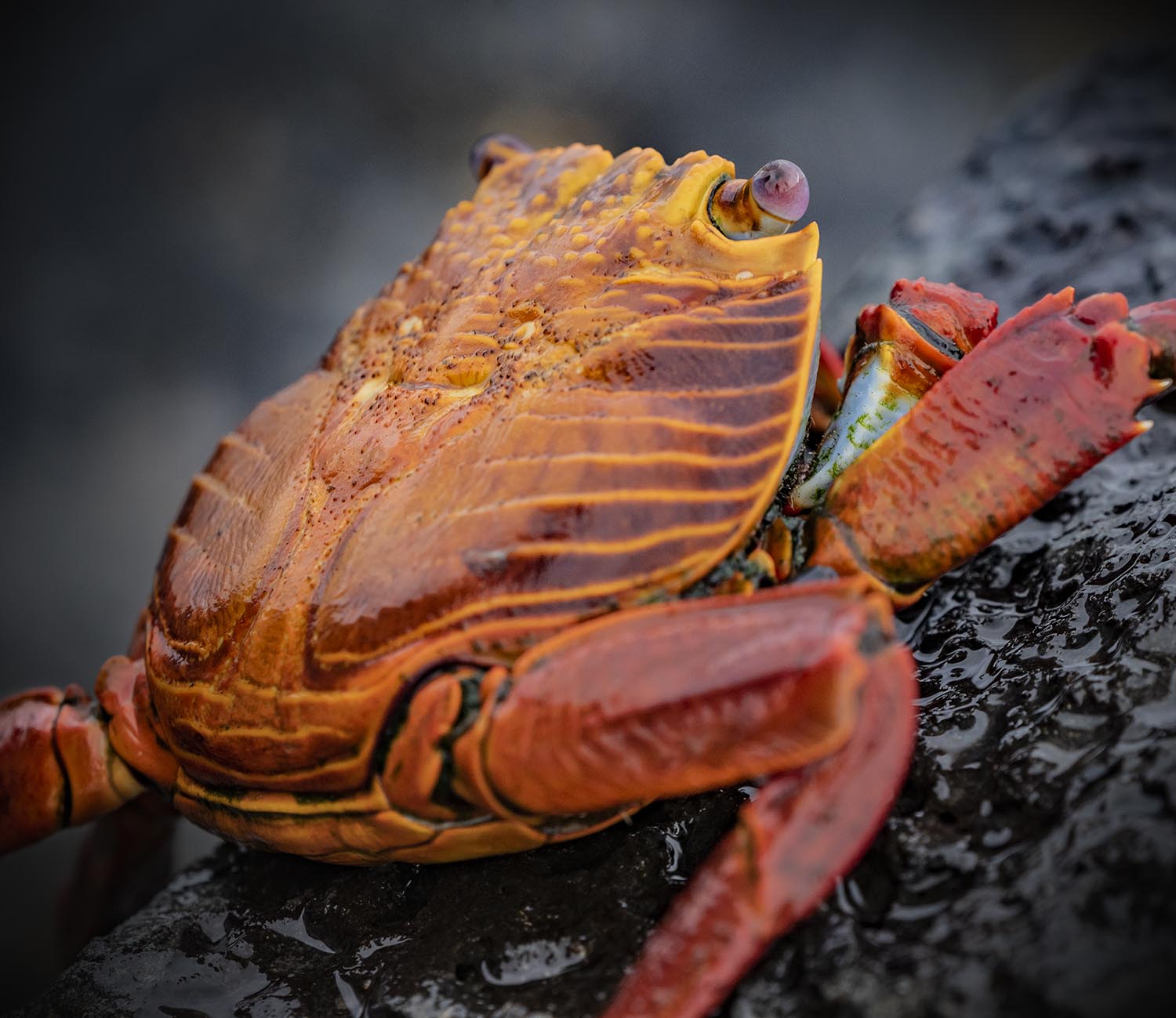 Close up of a bright orange and yellow crab