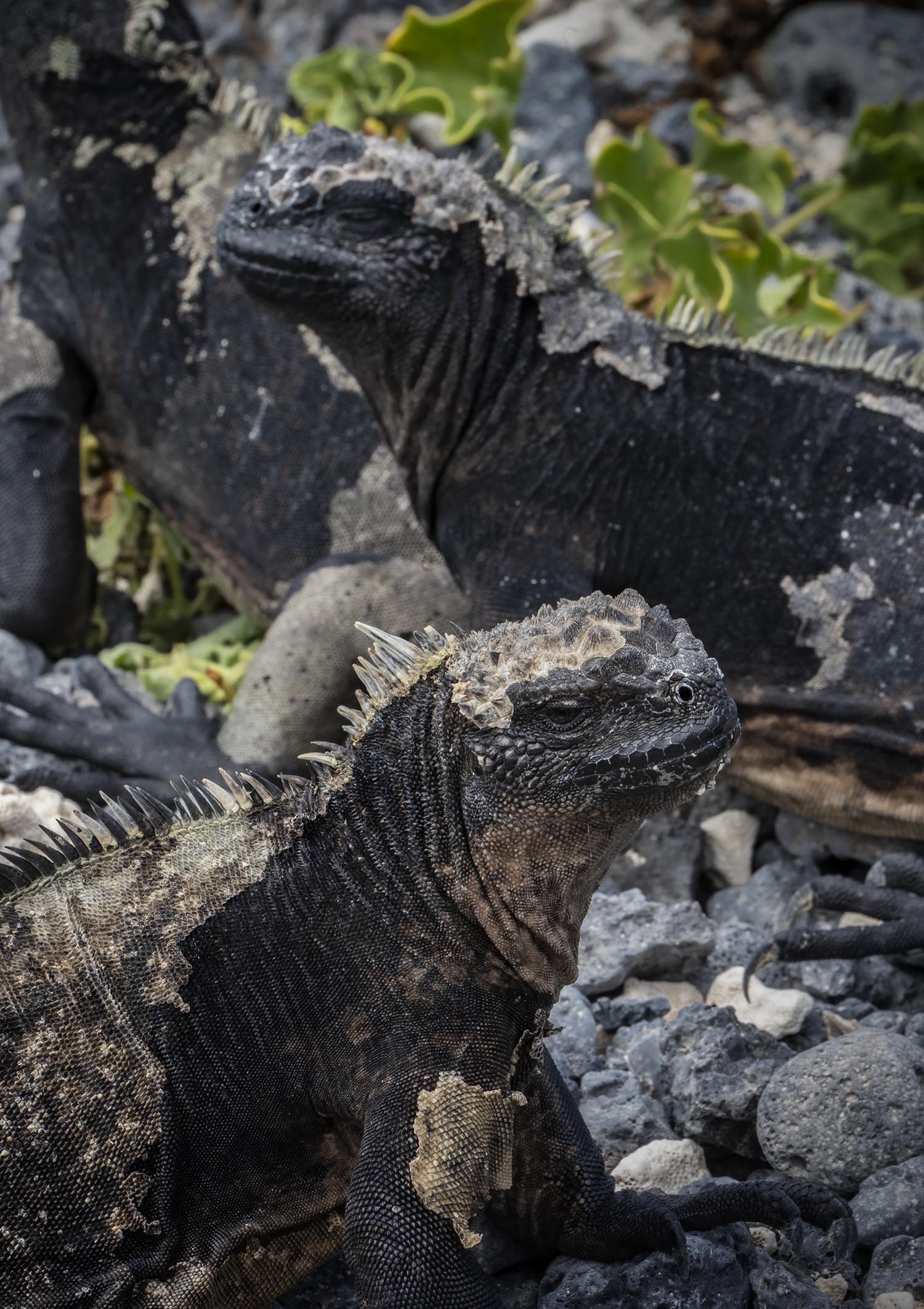 Closeup of several iguanas