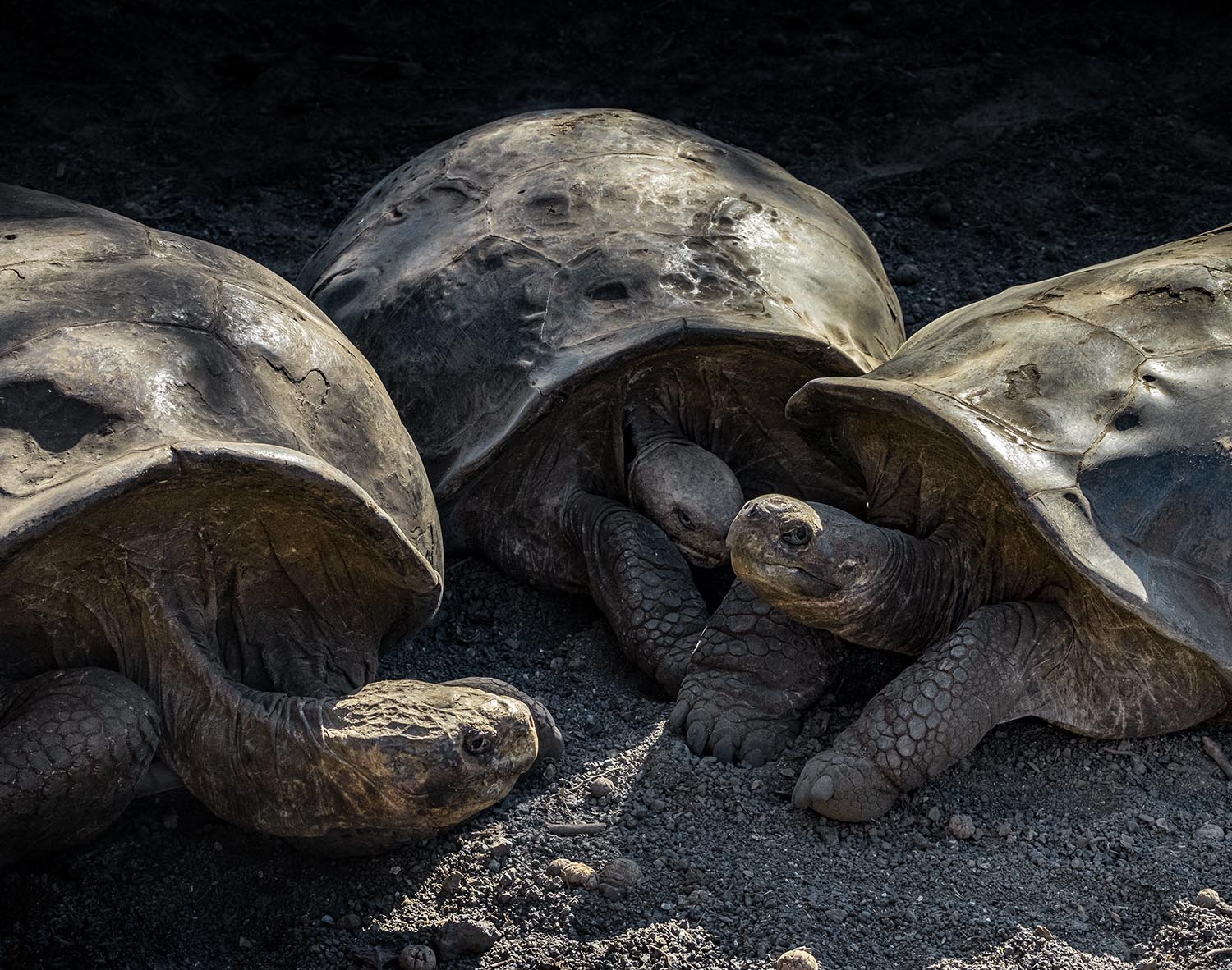 Three tortoises convening in the sand