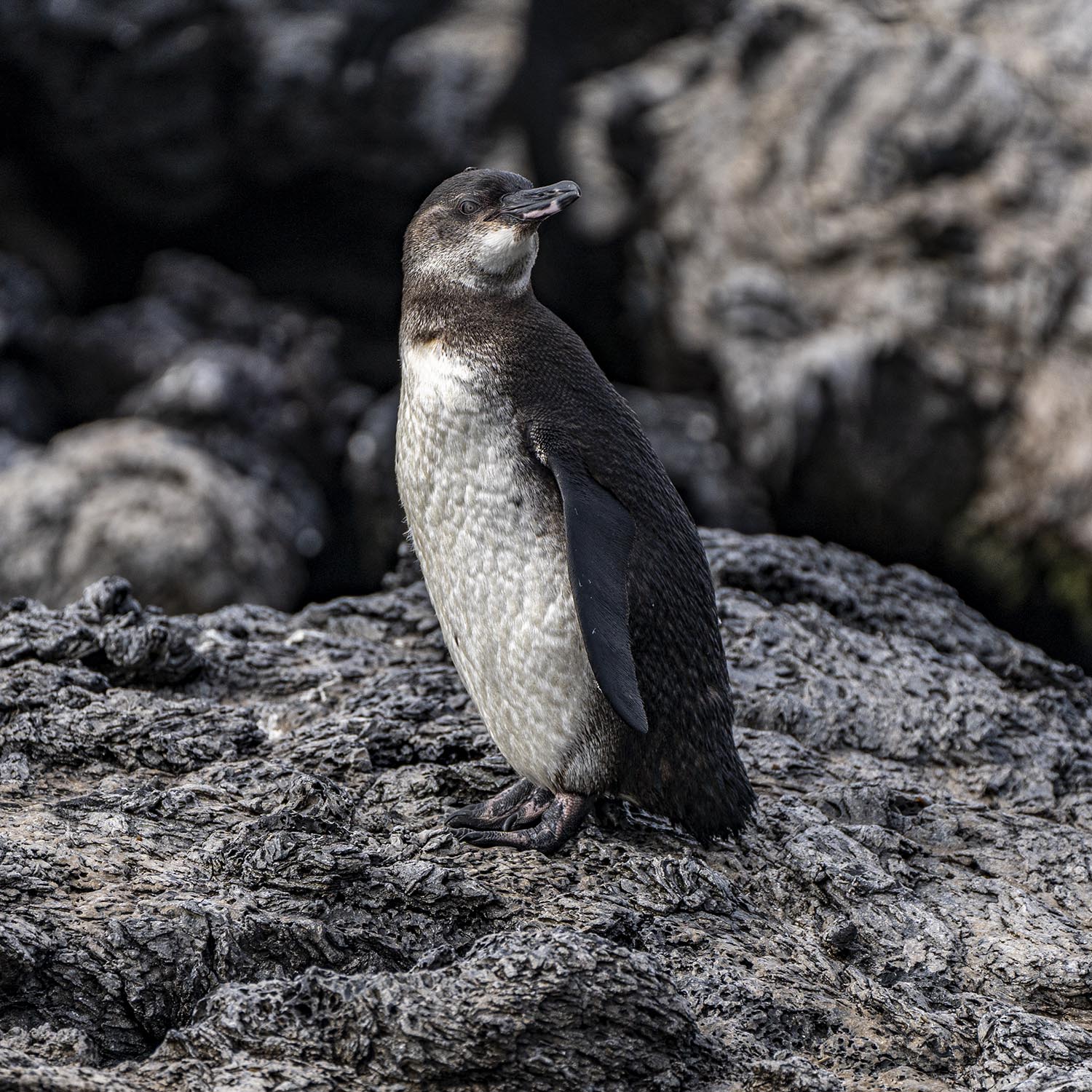 A lone penguin on a rock