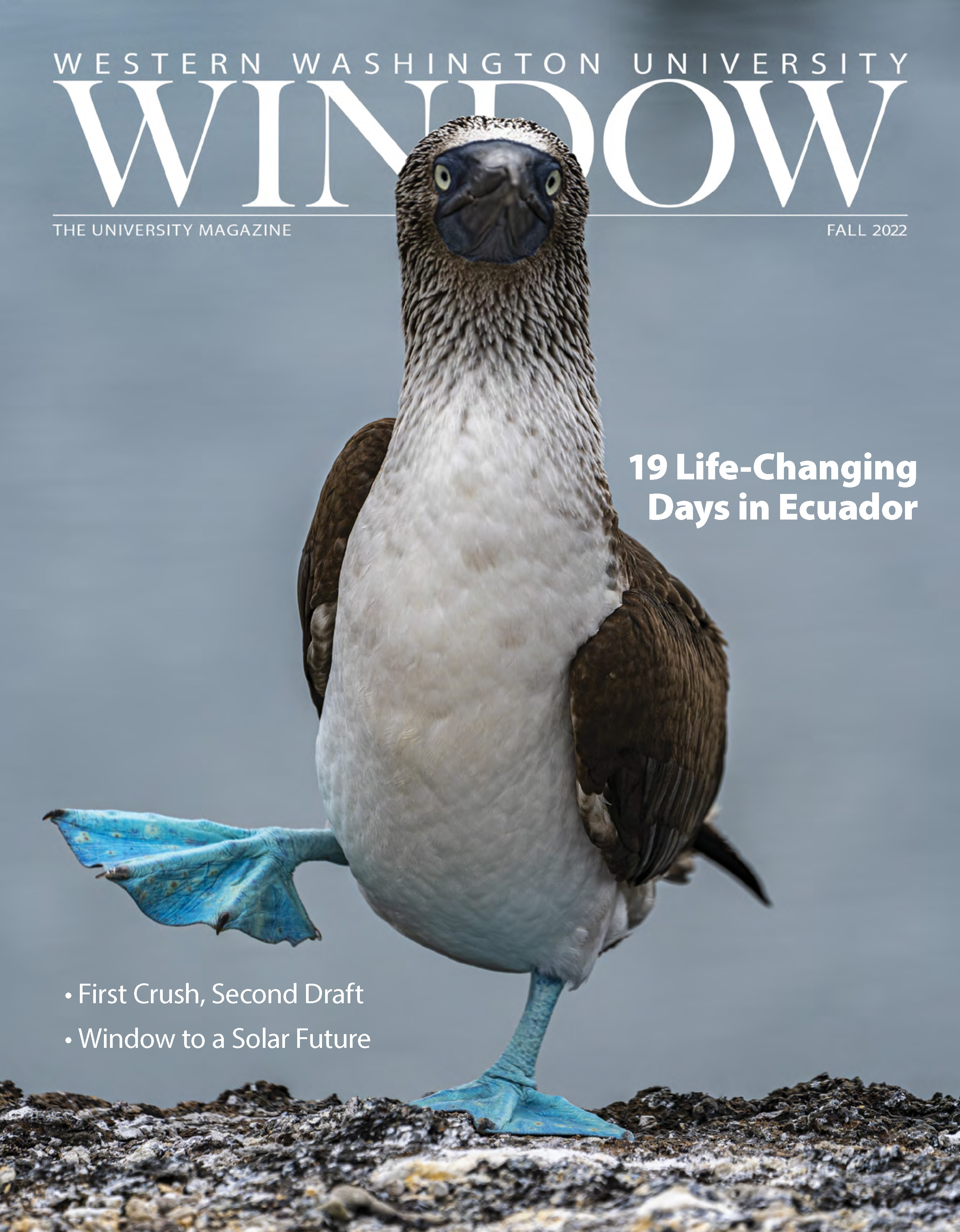 cover photo of a blue-footed booby