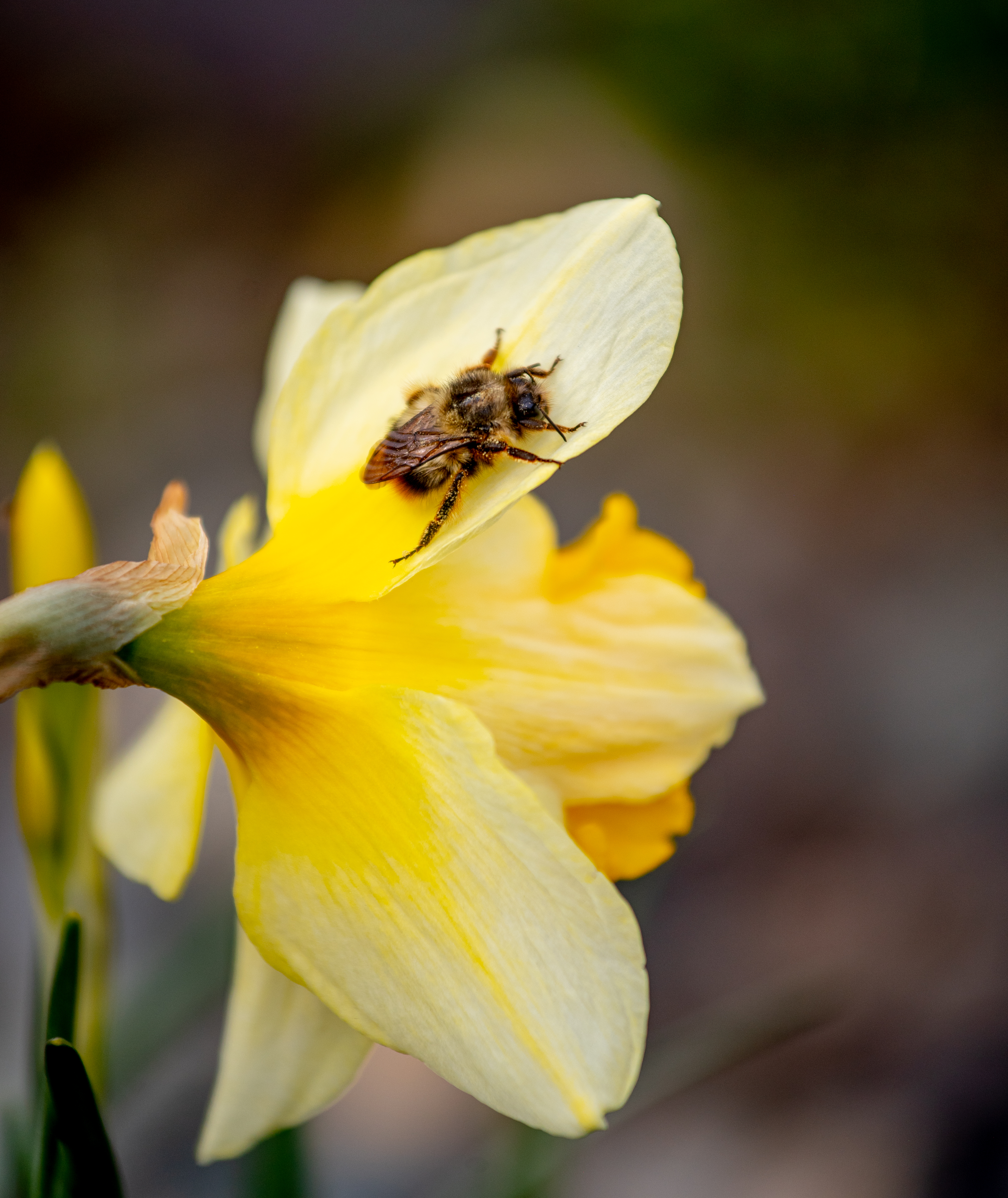 a bee crawls on a yellow flower petal