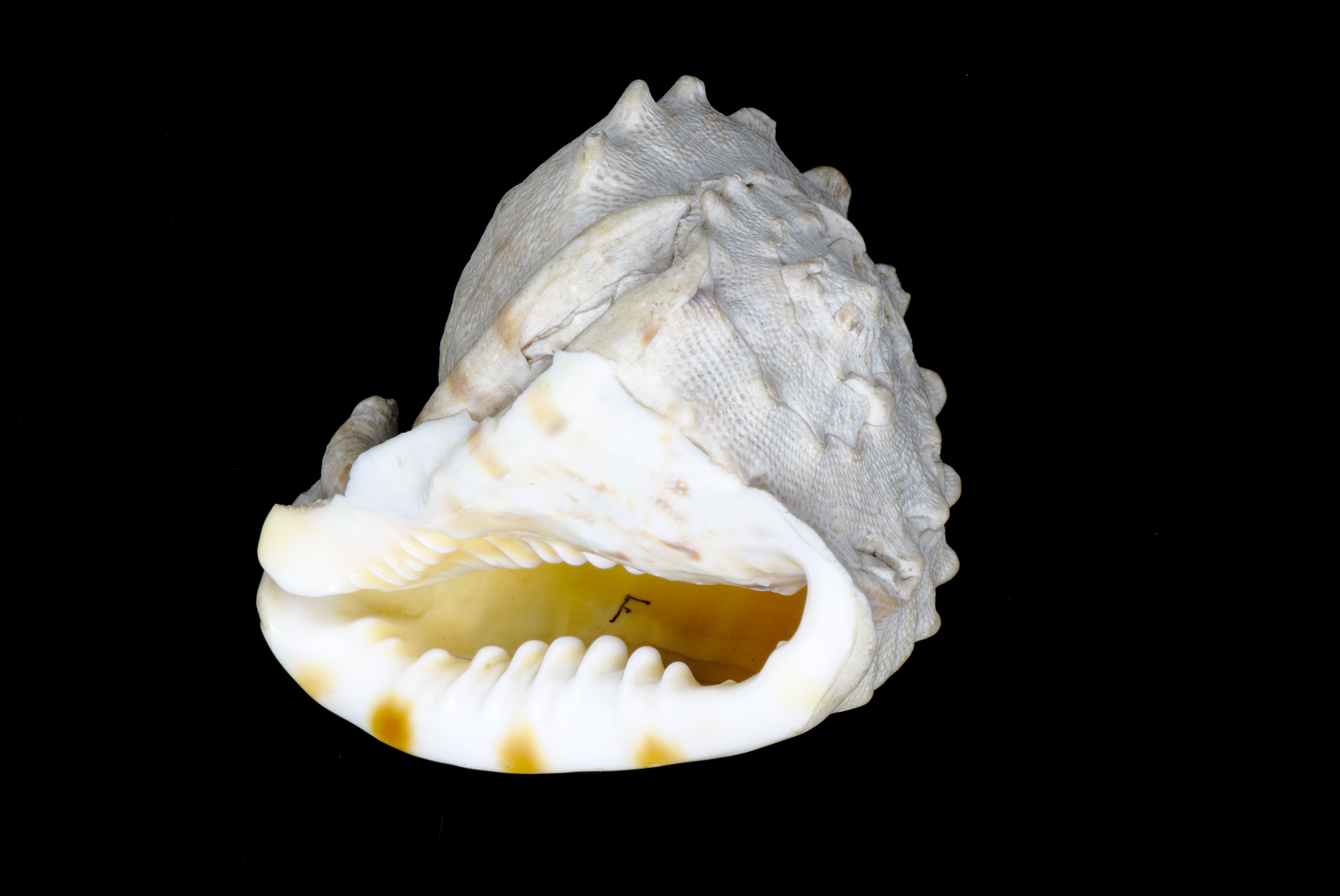 a Cassis helmet shell, white with pale tan dots, and with teeth-like prongs around the opening. 
