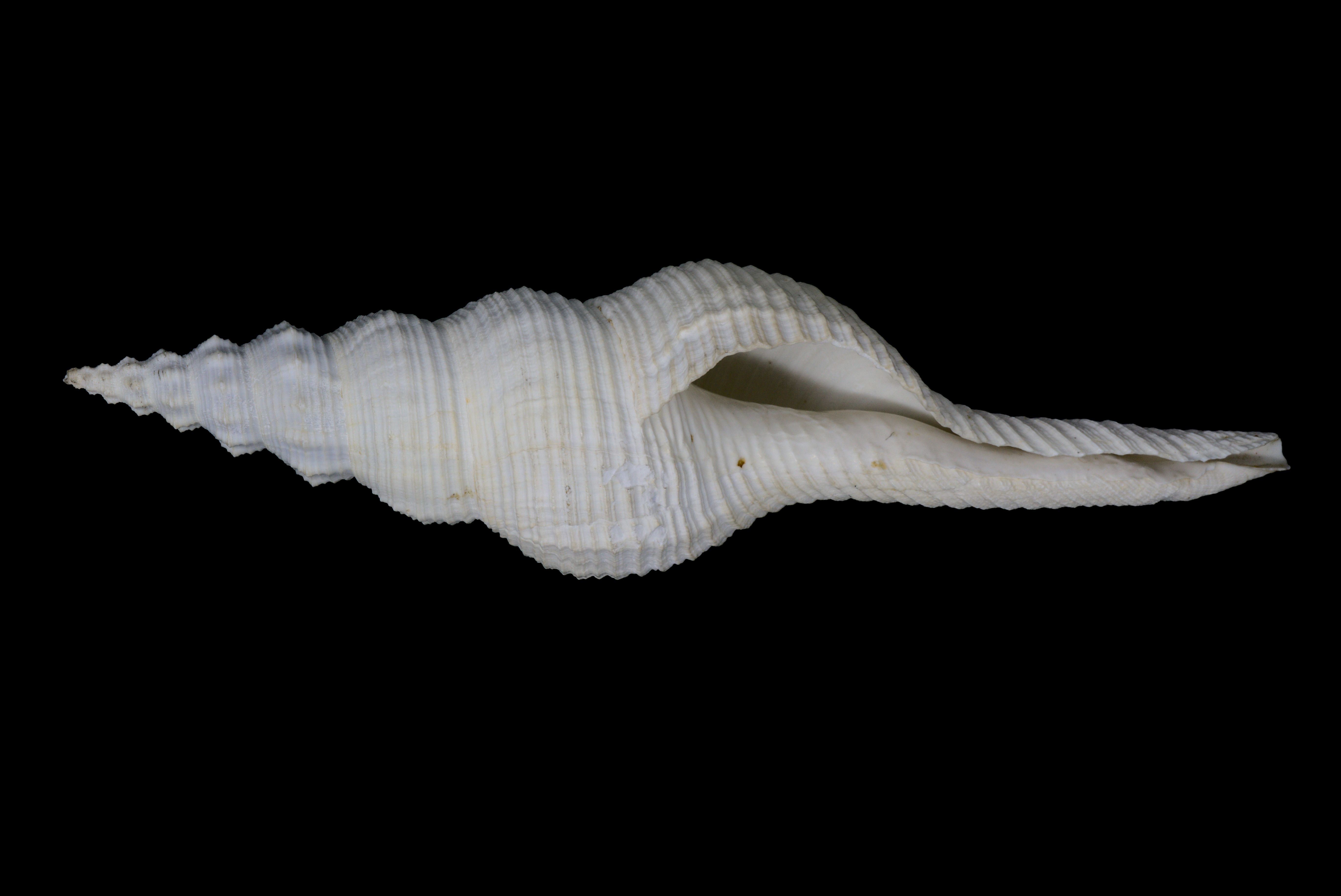 a long-tailed spindle sea snail Fusinus colus