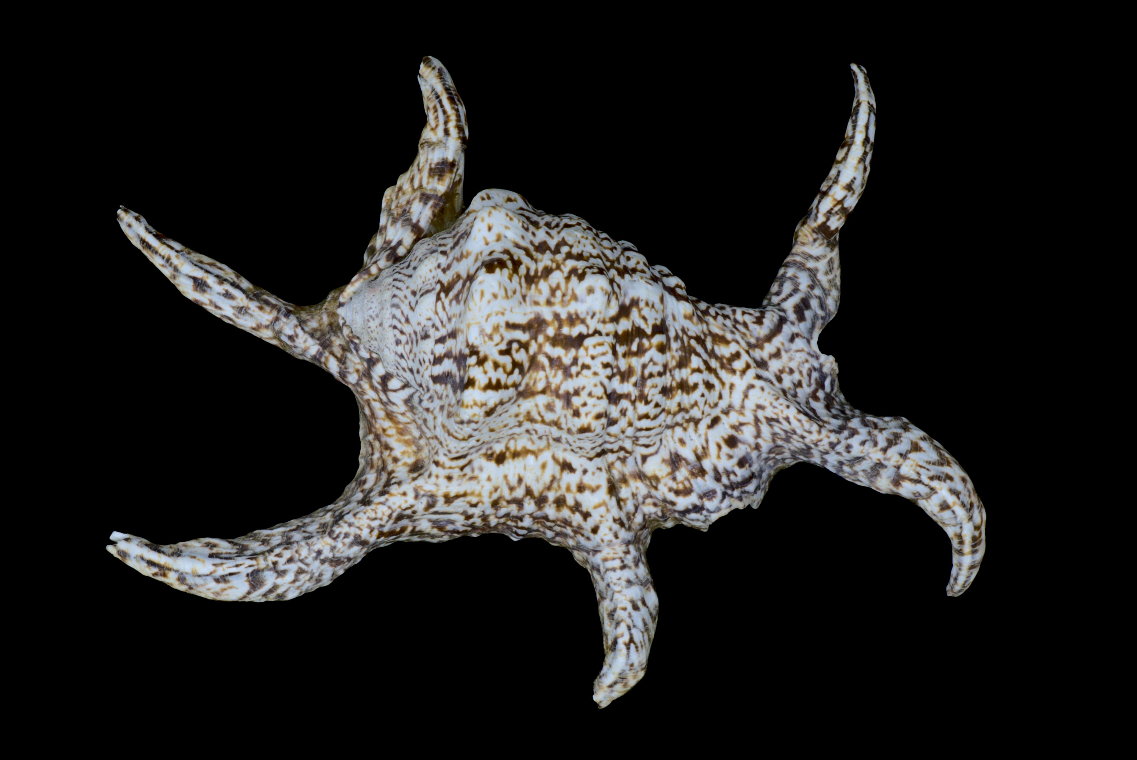 Harpago chiragra spider conch, brown and white speckles with six "legs"