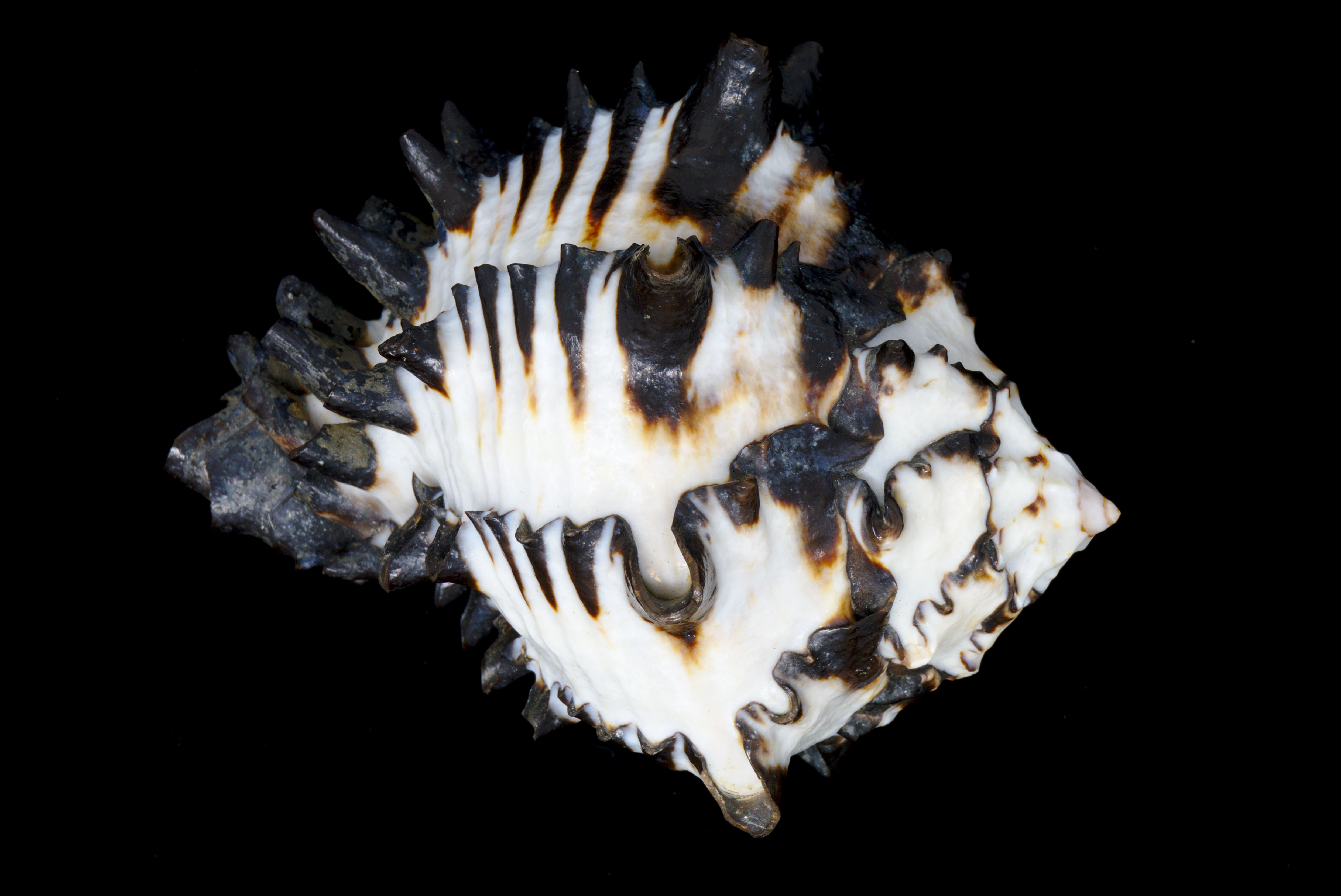 a black and white spiny sea snail shell