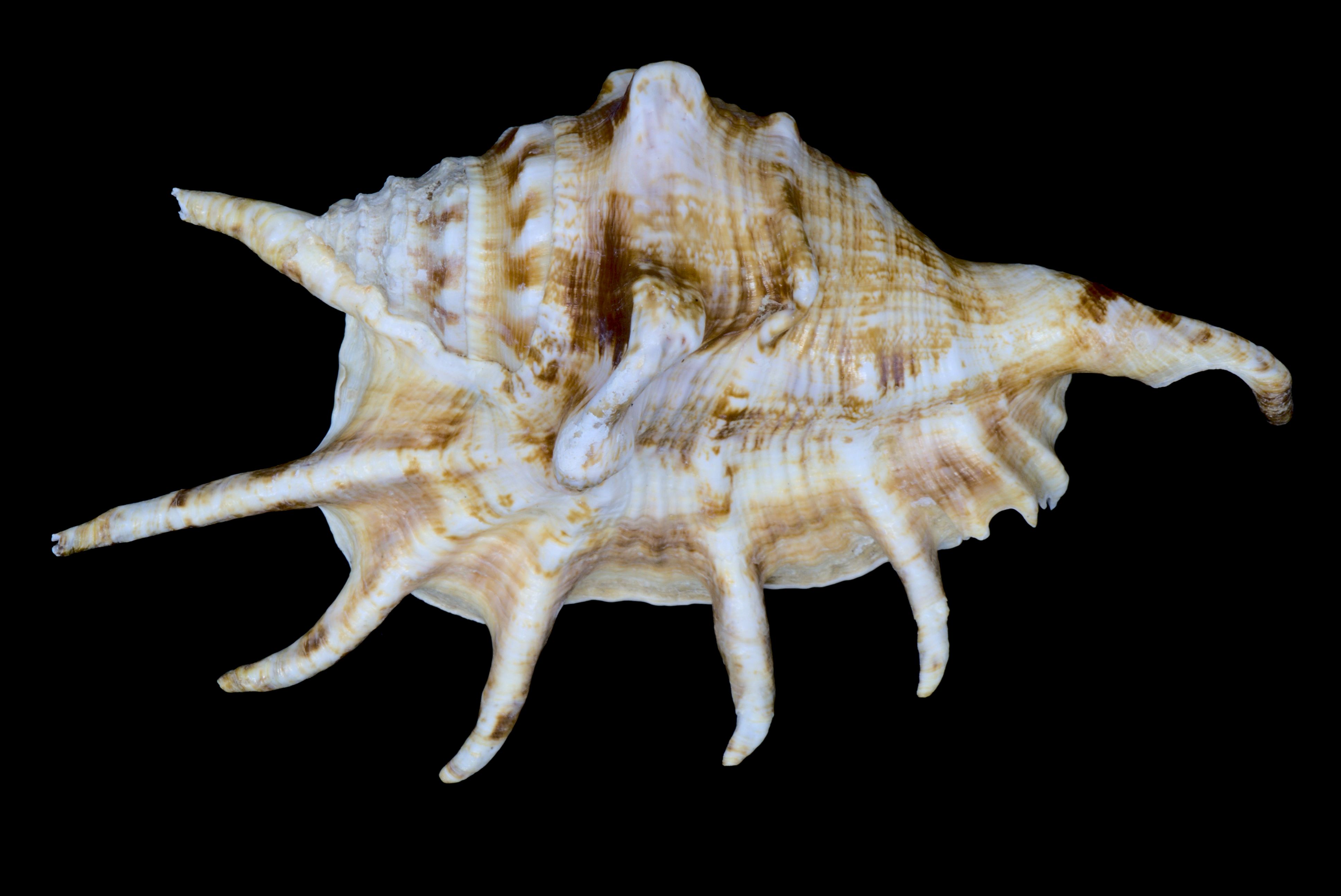 Lambis lambis spider conch, white with tan speckles and six spiny "legs"