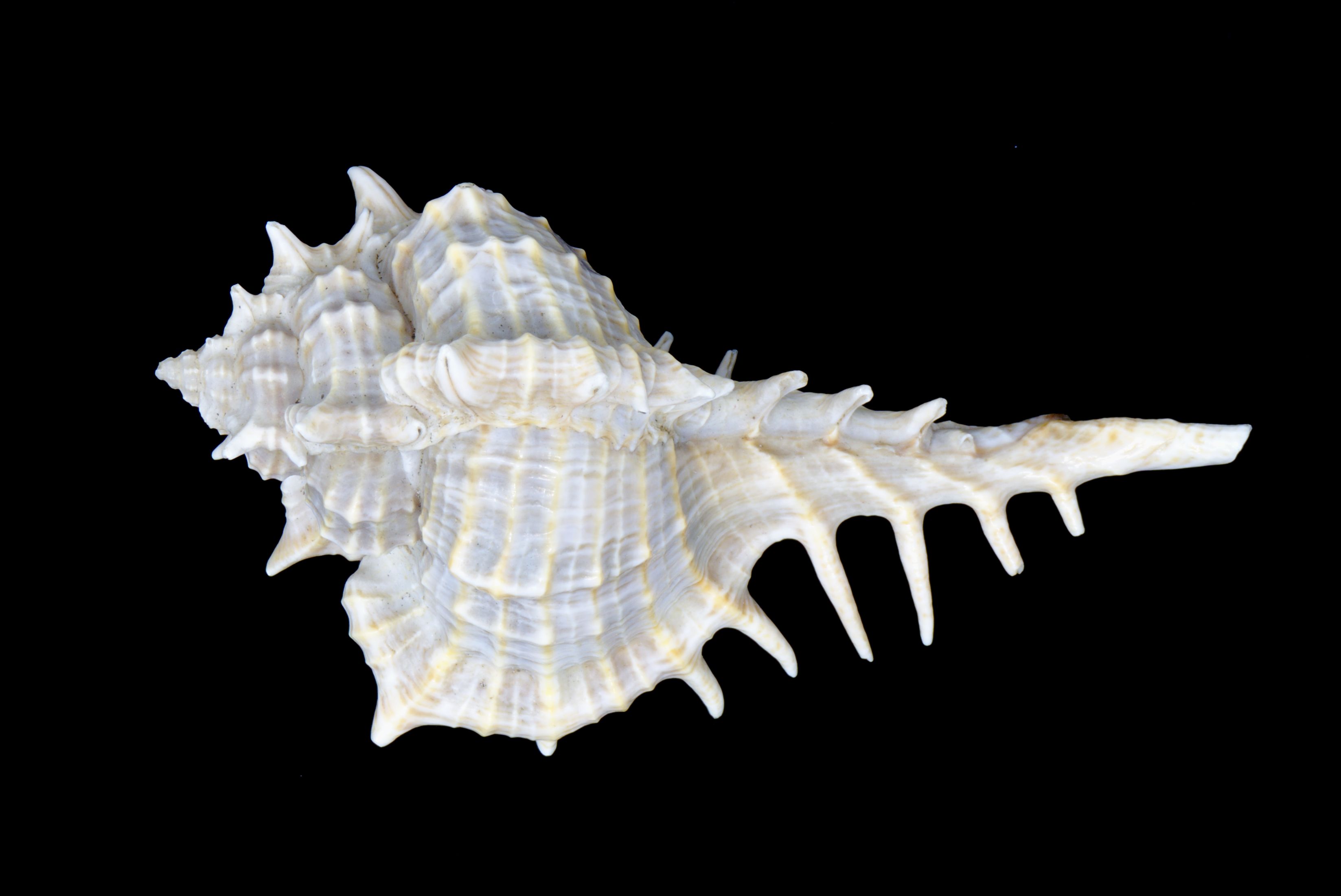 Vokesimurex elenensis, a white, spiny sea snail with a long spindle and cream-colored stripes