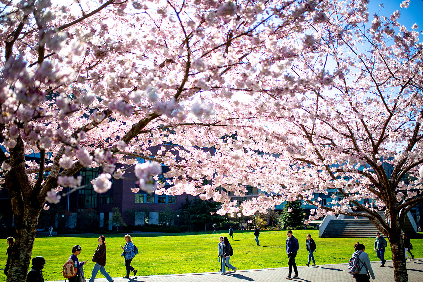 light filters through pink cherry blossoms next to the Comm Lawn