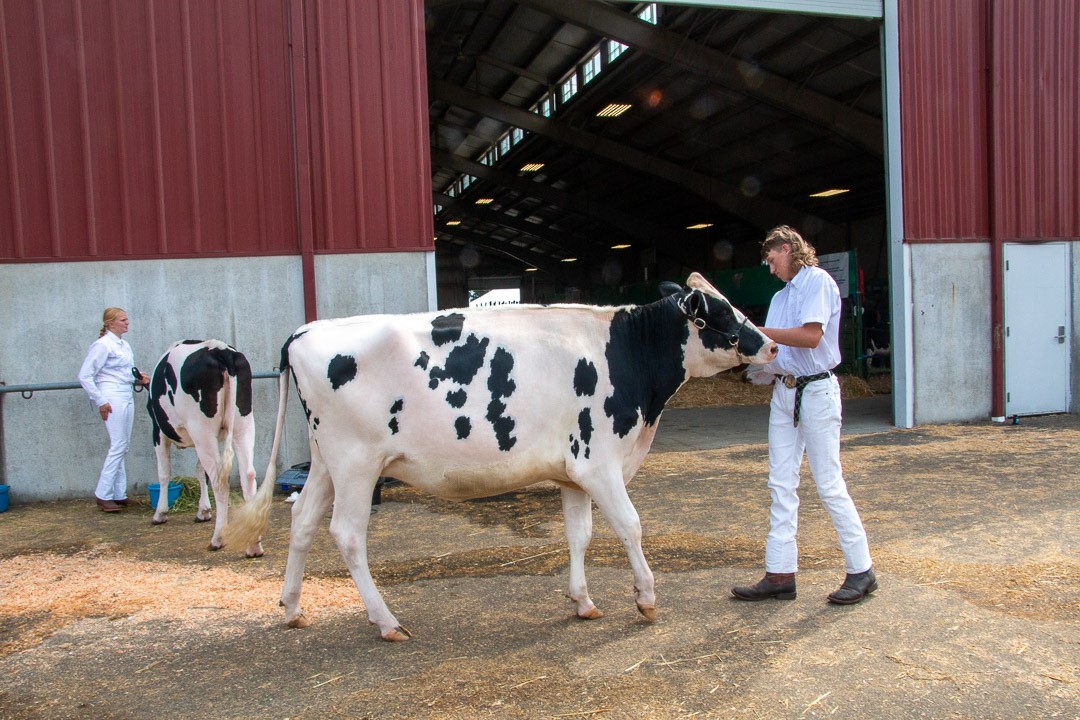 Lane, wearing all white, leads a cow outside of a large barn. 