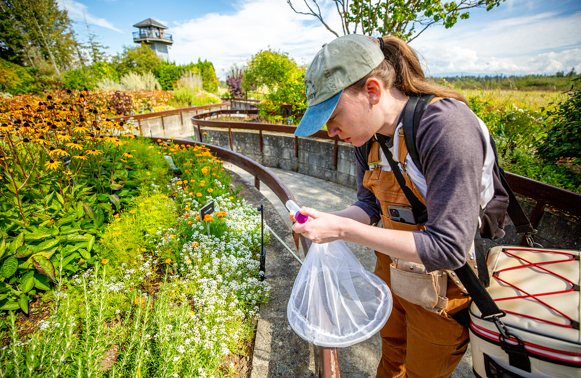 Annie Jolliff, examines a bee in a sample tube while standing on a meandering path lined with flowers in Hovander Homestead park. 