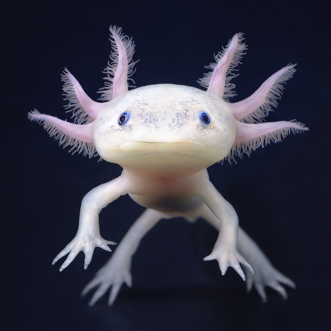 an axolotl salamander floats against a black background, its sweet, freckled face staring at the viewer and its six pink furry tentacles displayed around its head. 