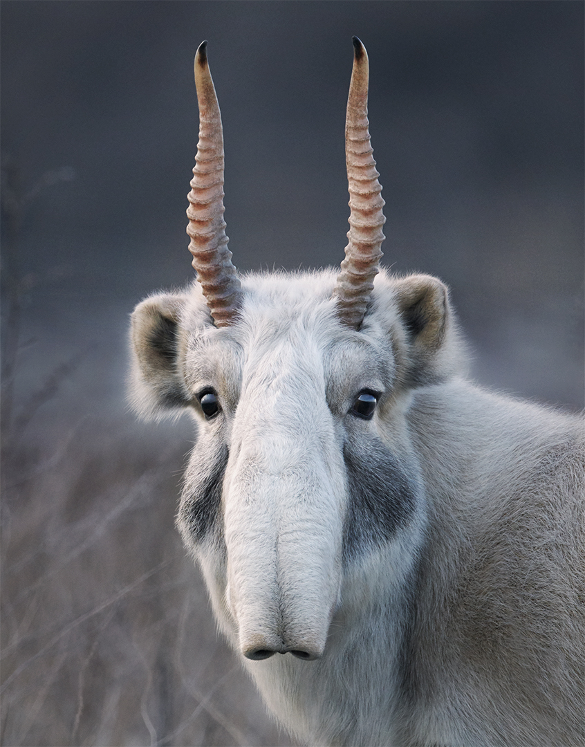 a saiga antelope looks at the camera, with gently undulating horns poking upwards. 