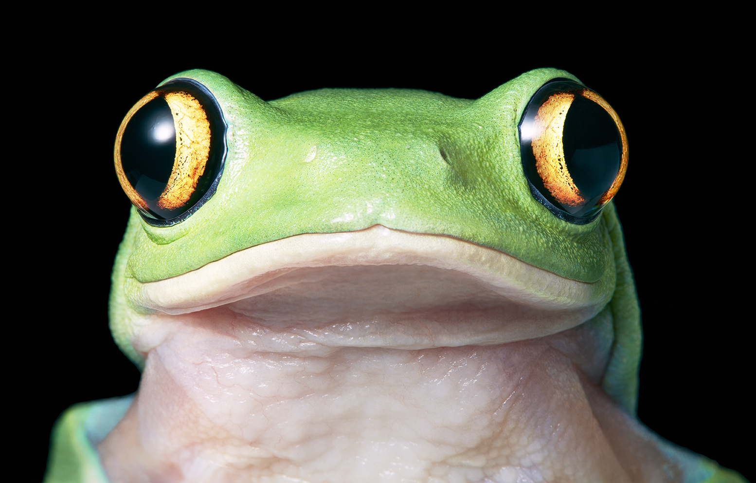 portrait of a yellow eye tree frog