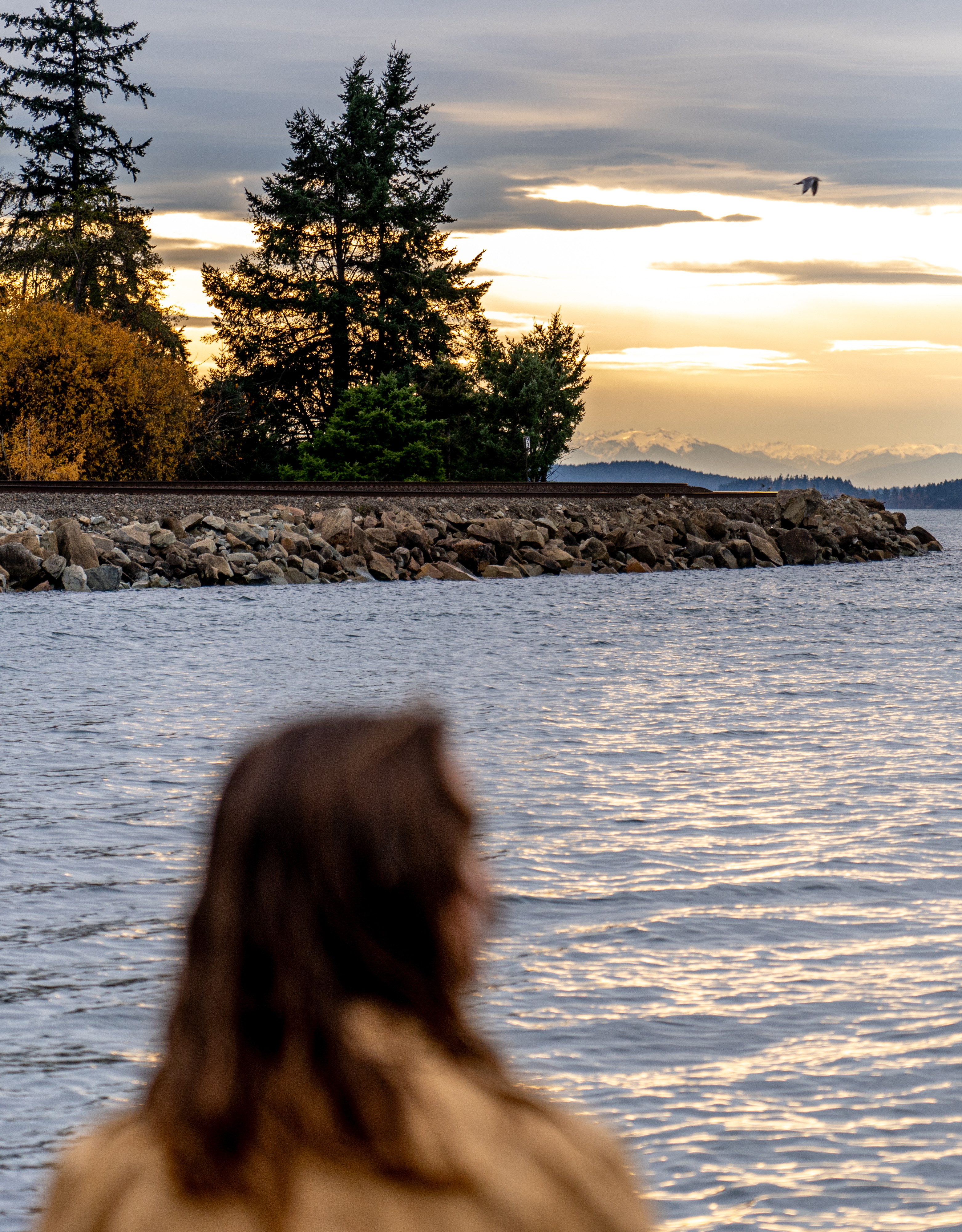 A bird soars overhead as Caitlyn Blair, seen from behind, looks out over Bellingham Bay