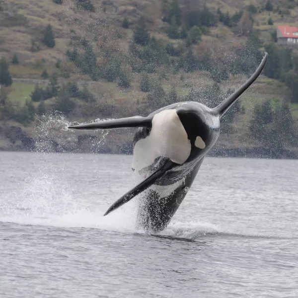 an orca whale leaps out of the water torward the camera