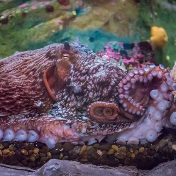 an octopus in an aquarium tank, its tentacles and suckers resting against the glass