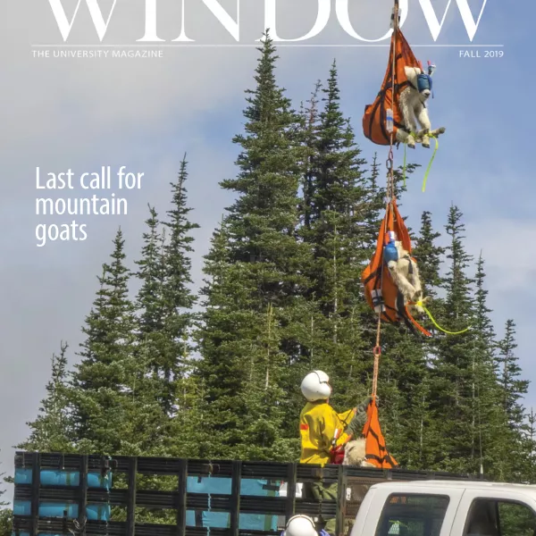 Goats being air lifted on the Fall 2019 cover of Window