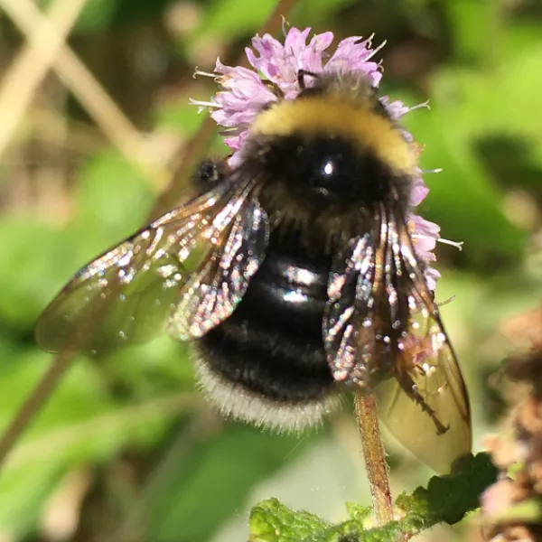 a fuzzy, black and yellow western bumble bee lands on a small purple flower