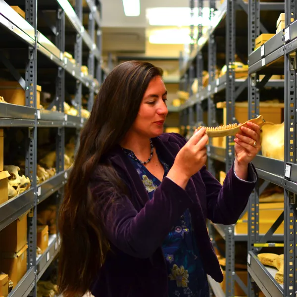 Tesla Monson stands in a library with shelves filled with bone fragments, examining a long jawbone. 
